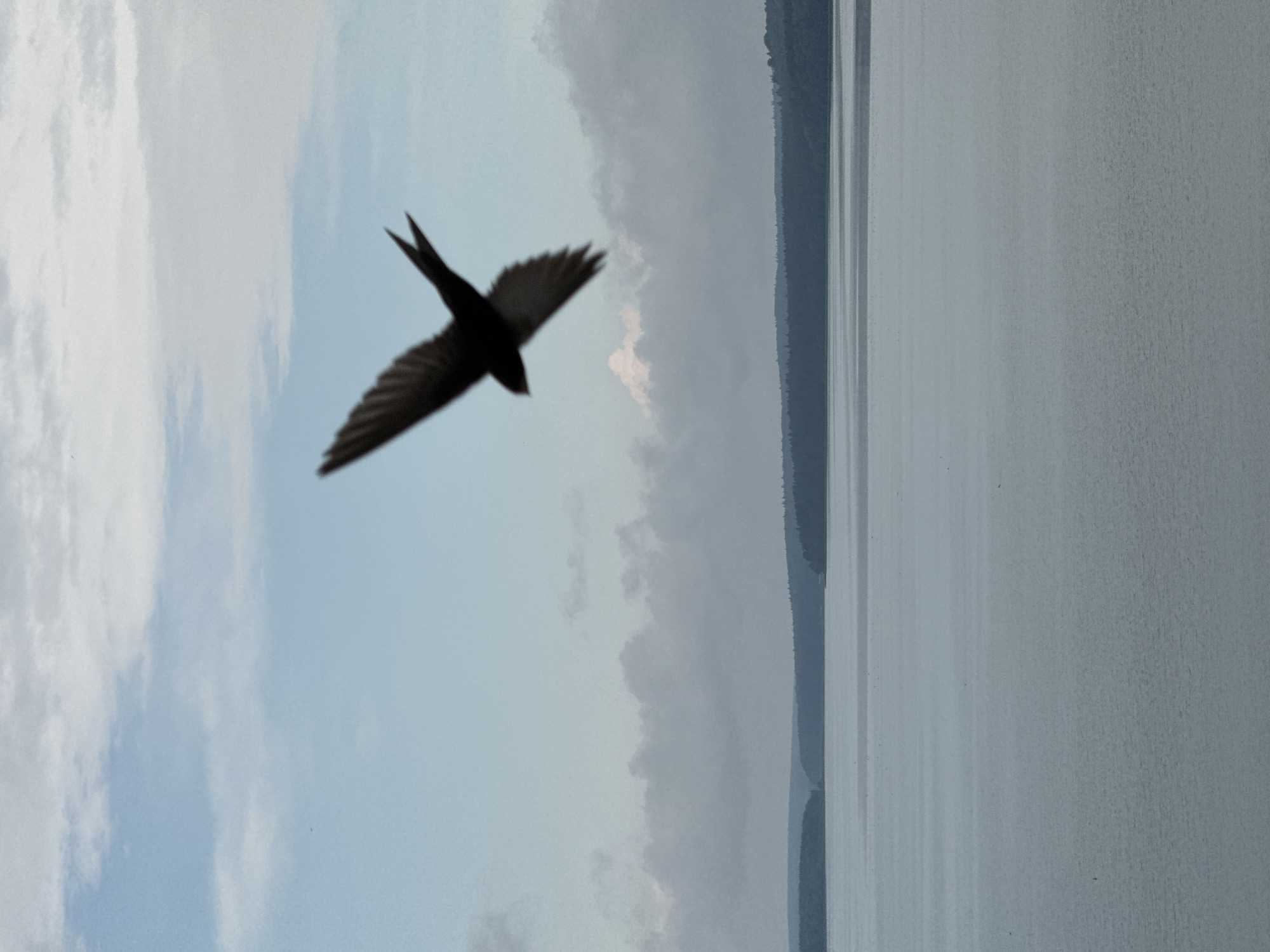 Swallow in flight over calm Votkinsk waterfront