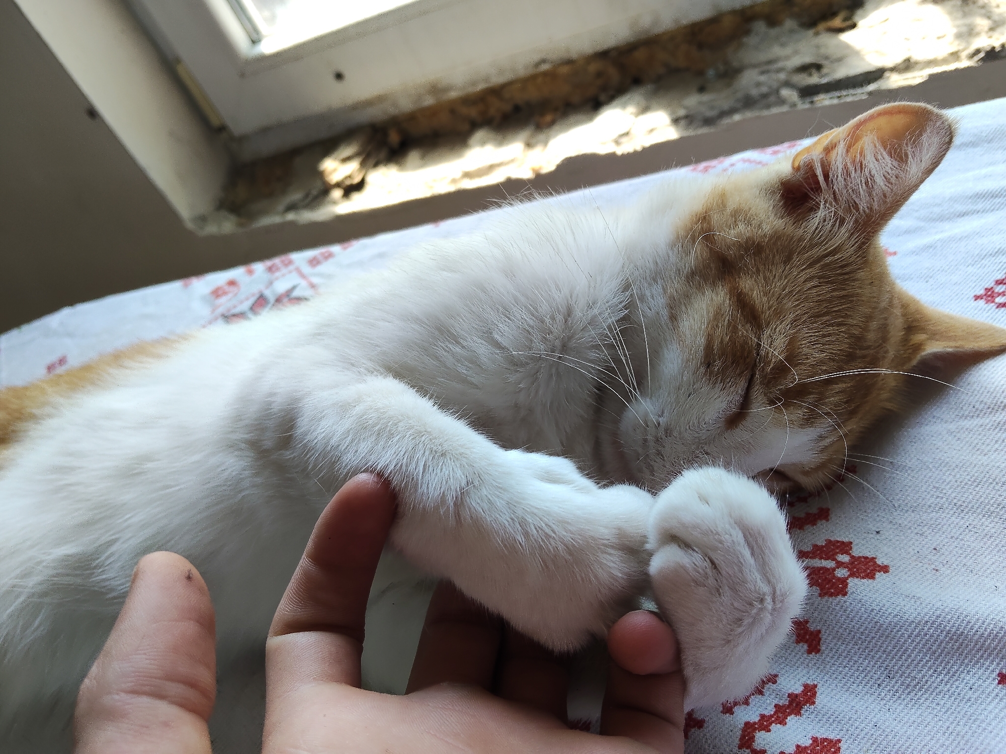 Lazy morning at home with a well-loved cat in Moldova