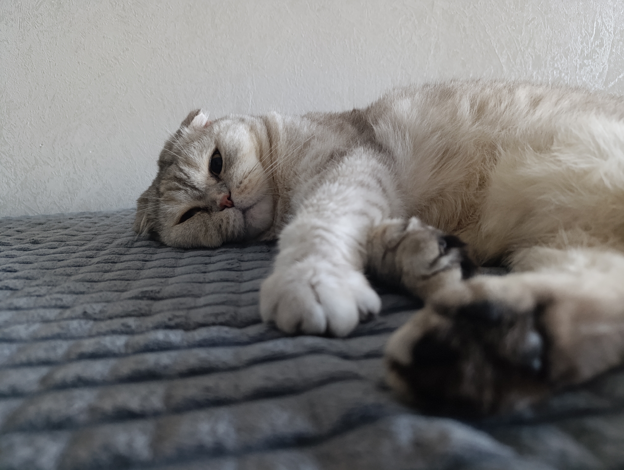 Scottish Fold cat naps and poses on a grey blanket in Minsk