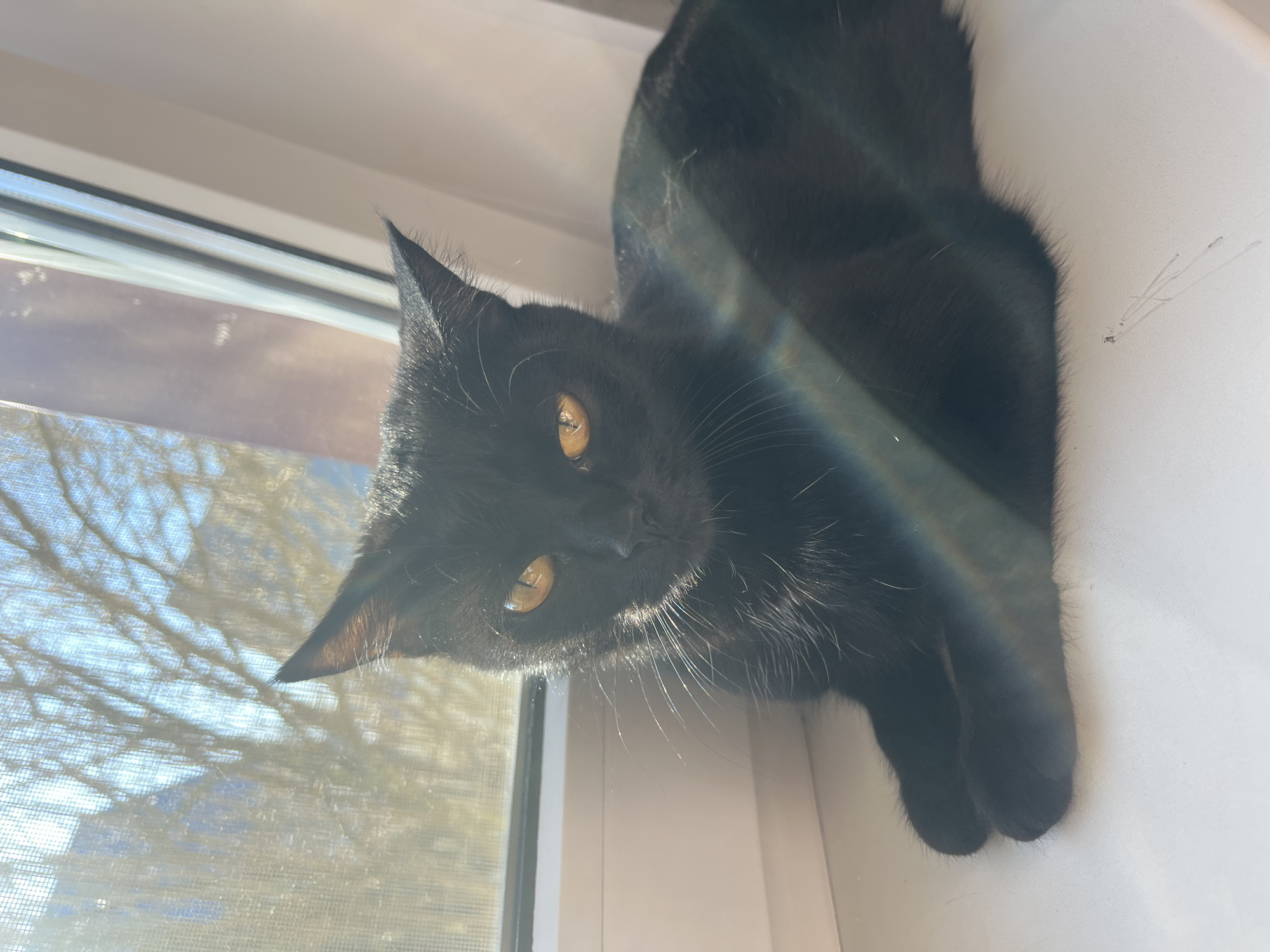 Black cat spotted on windowsill in Chaikovsky, Russia