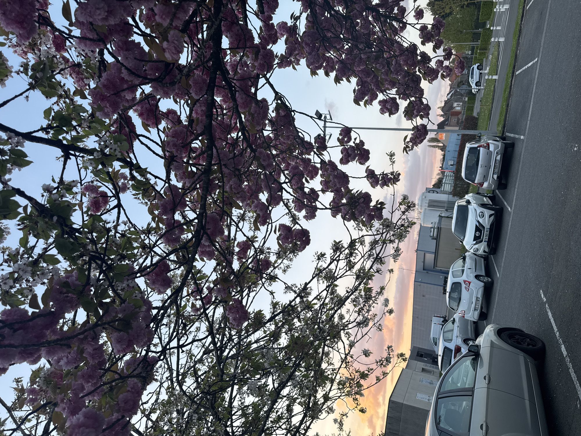 Spring blossoms frame parking lot at dusk in Tourcoing