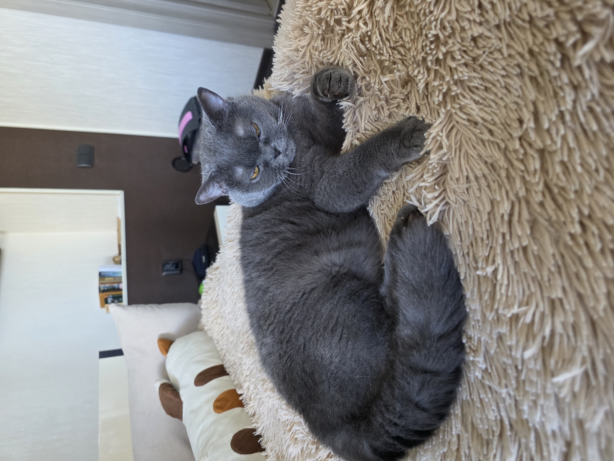 Kaliningrad scenes: aerial city views and resting cat captured