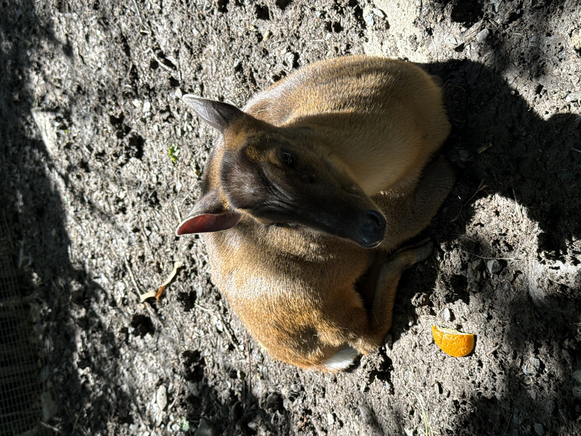 Wildlife park animals observed resting and feeding in Shakhty