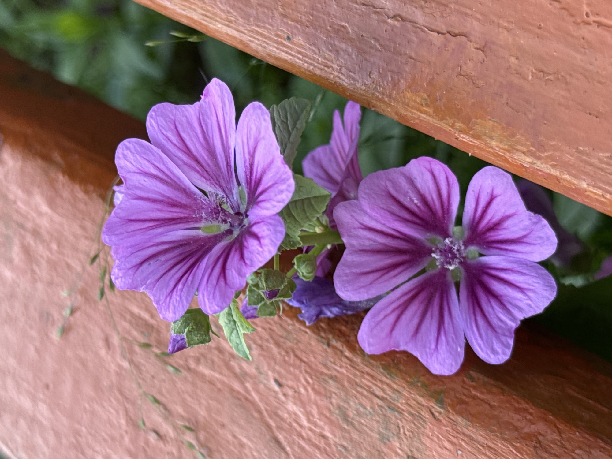 Garden flowers and butterflies fill a summer afternoon in Noviy