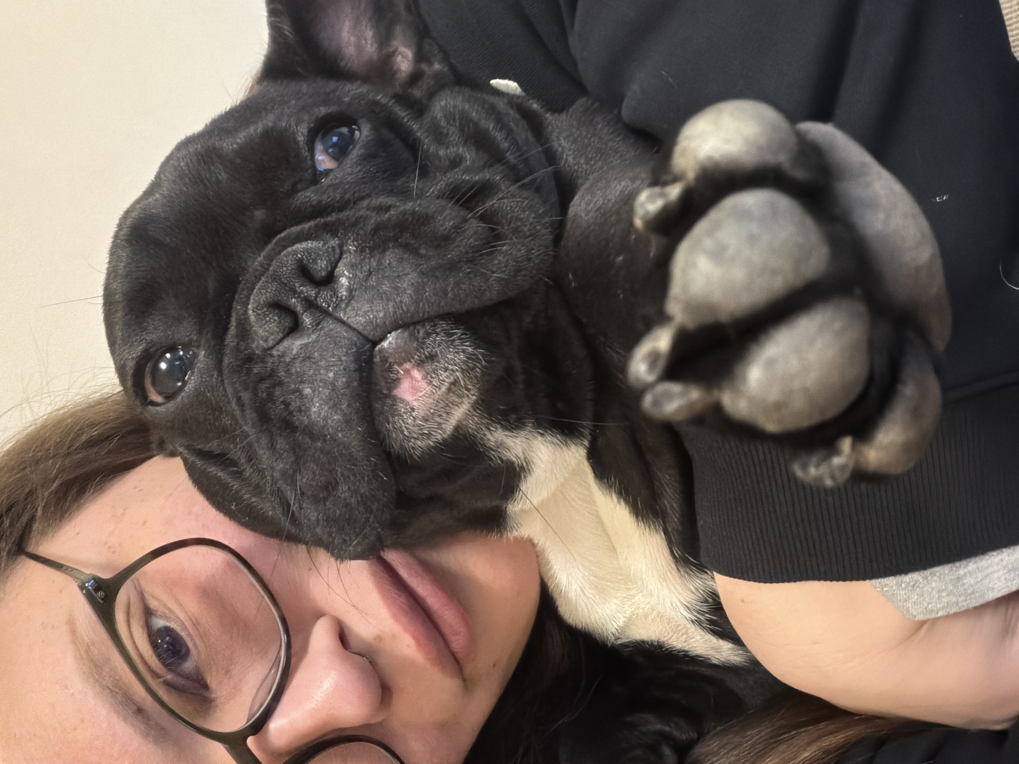 French Bulldog photographed in intimate portraits with owner in Waldenburg