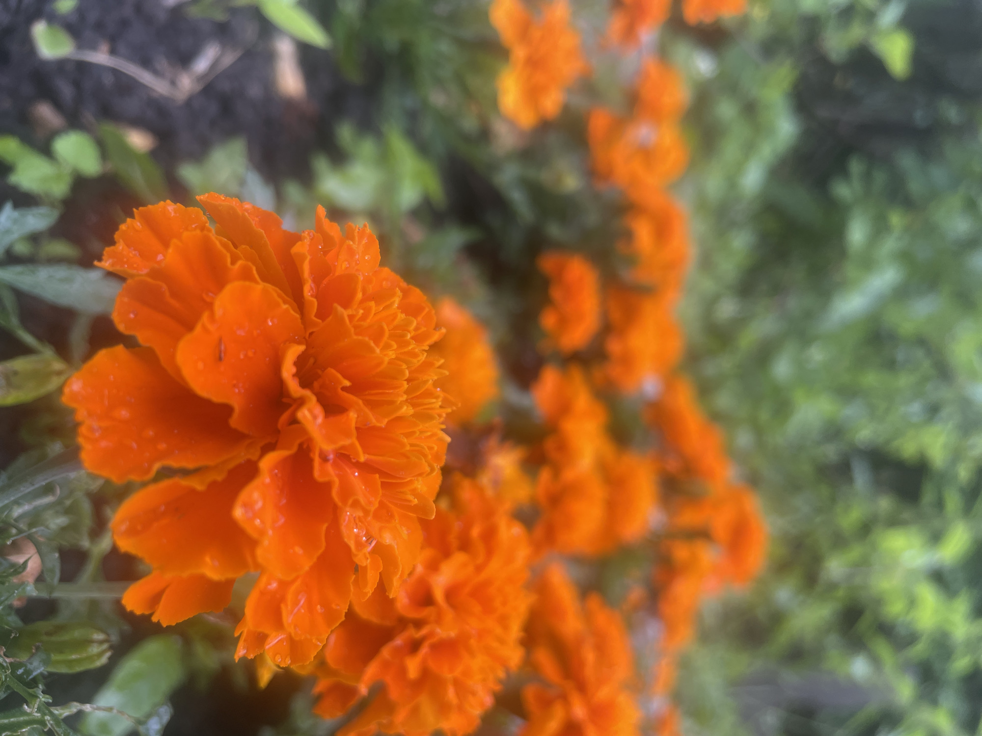 Rainy afternoon in a Khimki garden, flowers blooming