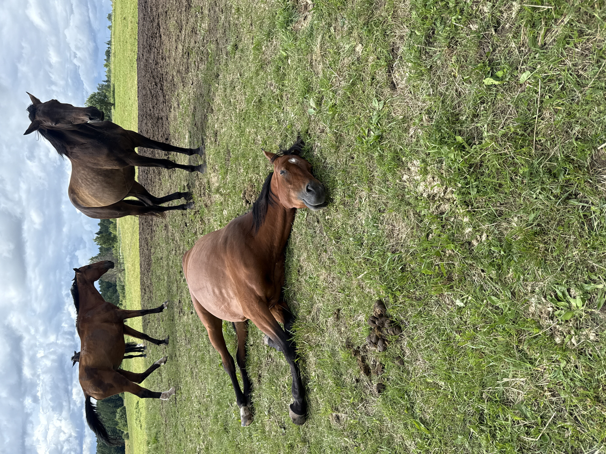 Horses resting in Lithuanian fields on a overcast morning