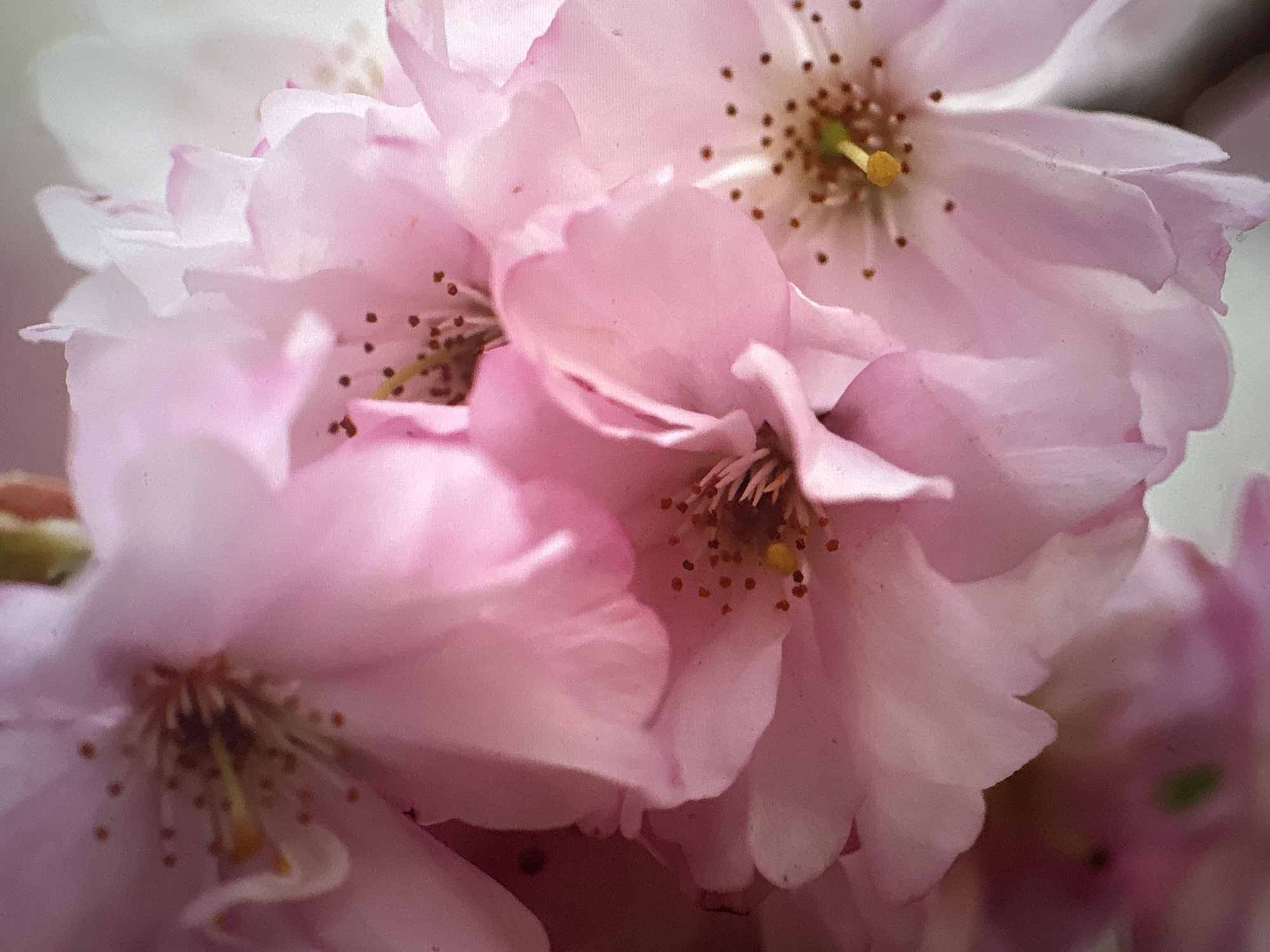 Danish nature up close: flowers, deer, and coastal scenes