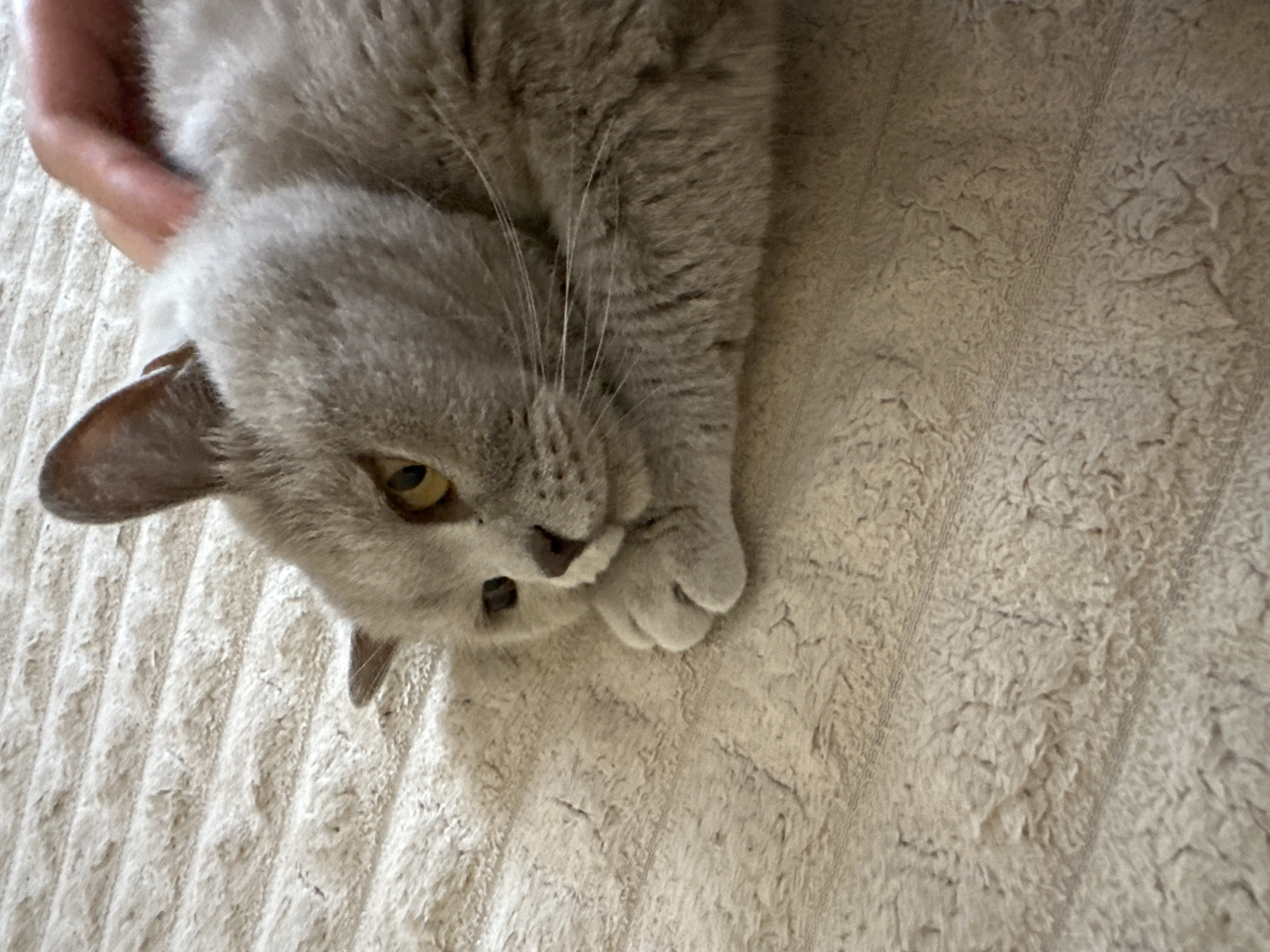 Cat grooming session documented in Ternopil apartment