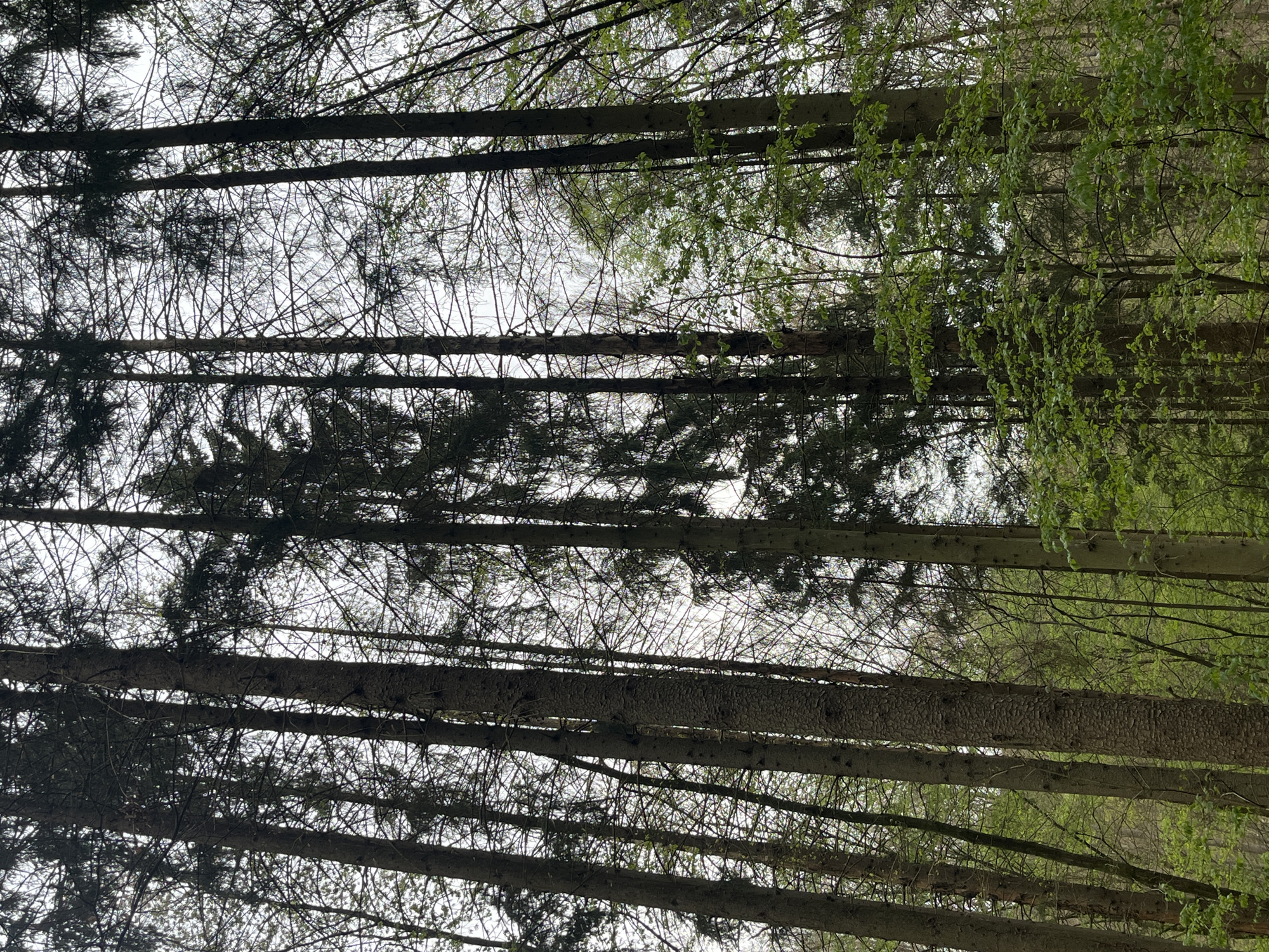 Couple photographed in Saarbrücken forest during afternoon outing