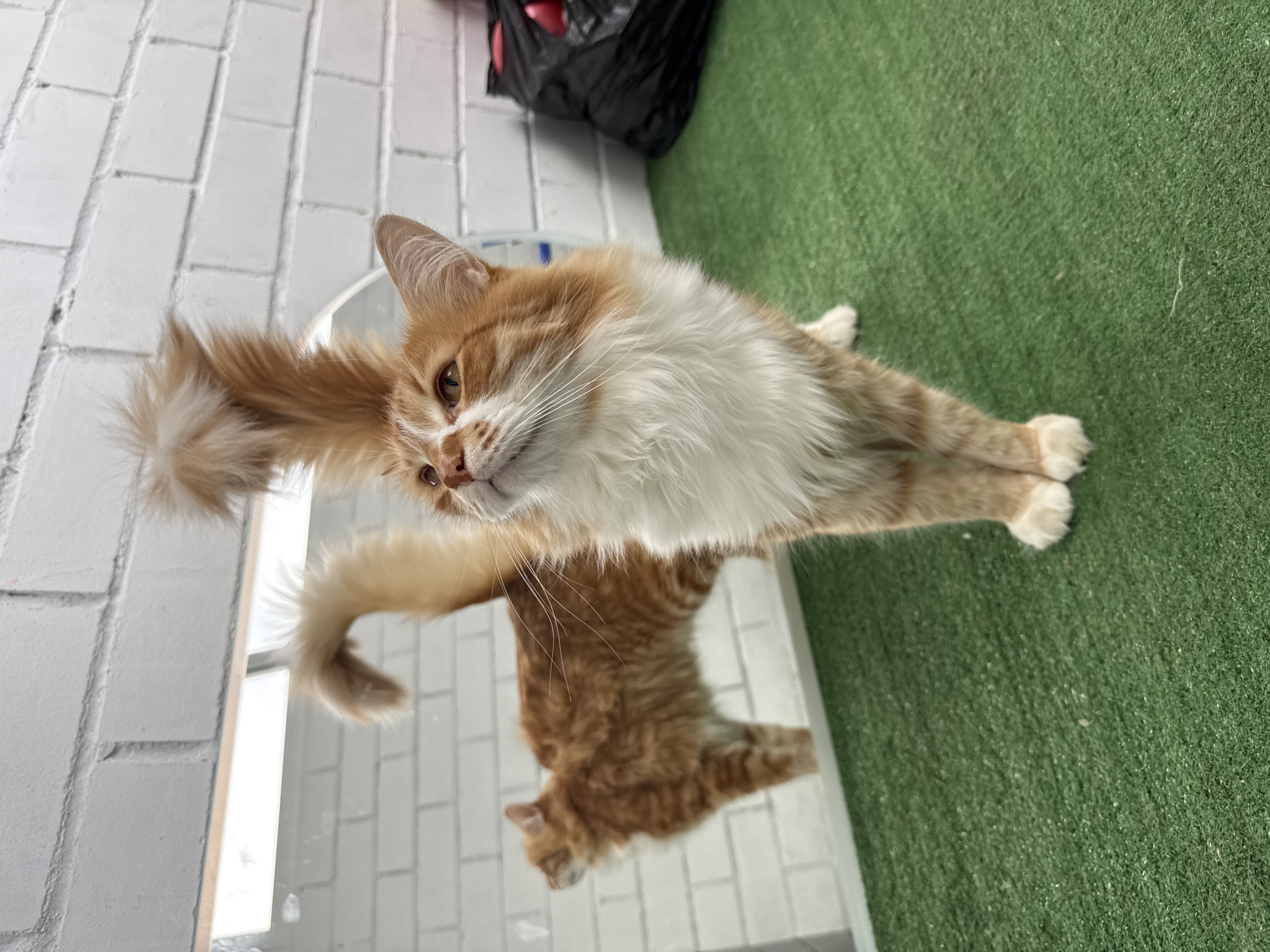 Cat photographed on reflective surface in Veliky Novgorod
