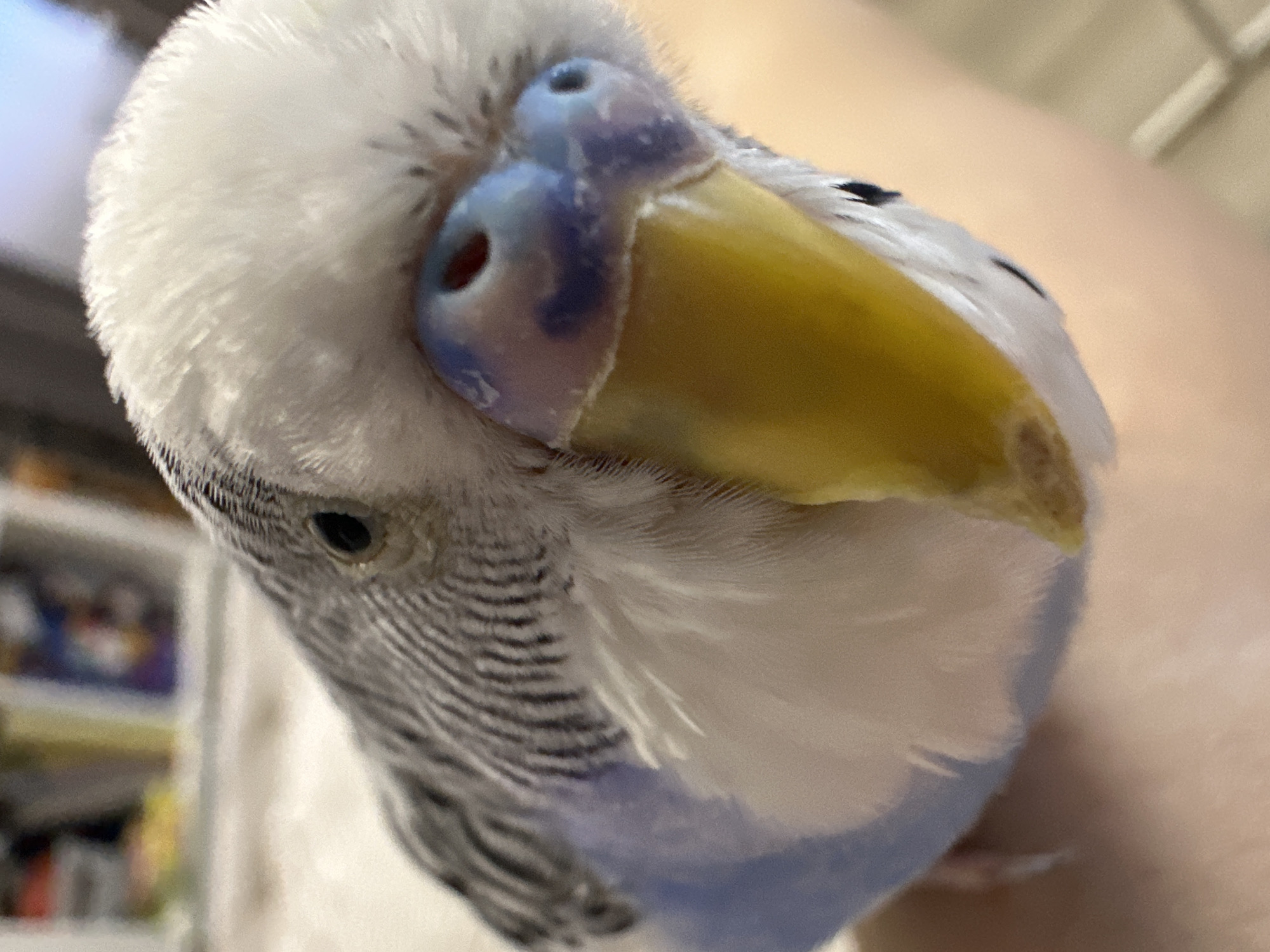 Budgerigar bonding session captured from multiple angles in Omsk