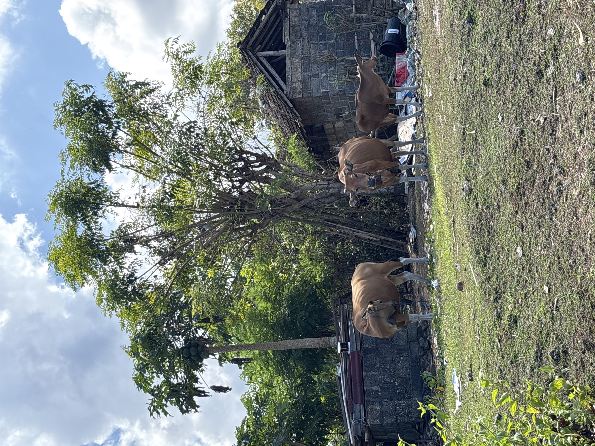 Bali cattle graze in Kuta Selatan countryside