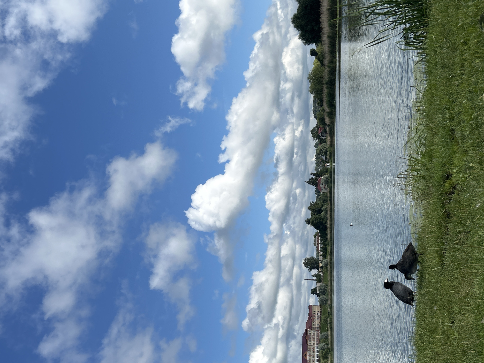 Lakeside park in rural Belarus, waterbirds and public sculpture