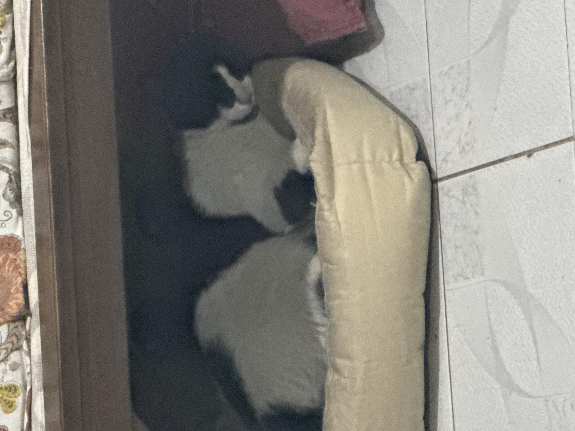 Cat spotted hiding behind object in Puebla home
