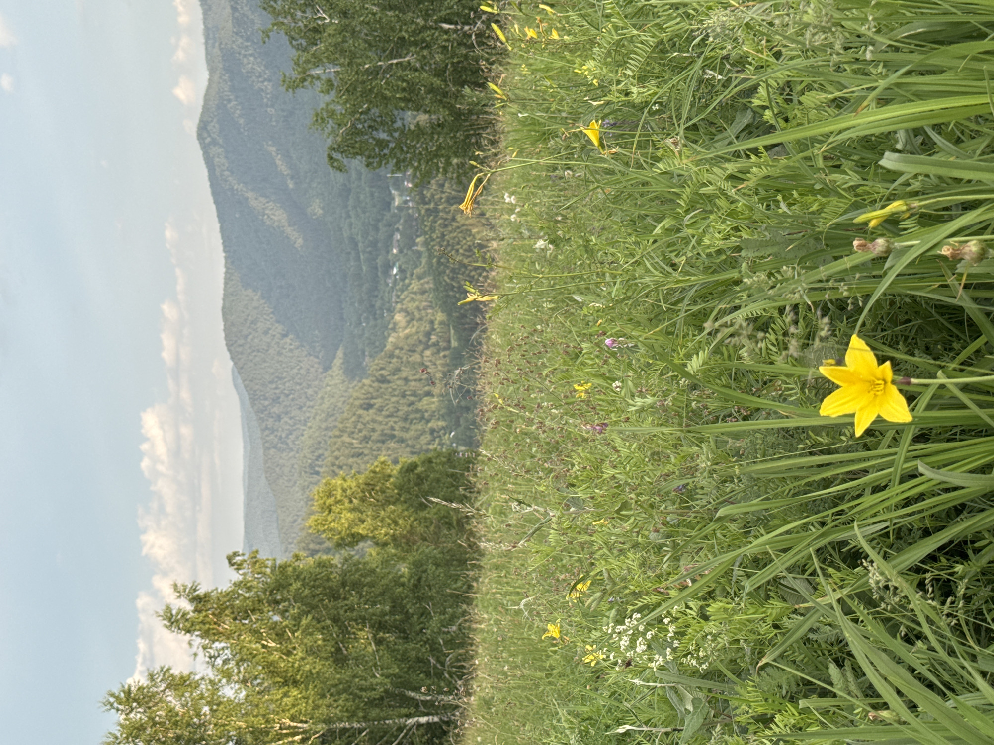 Krasnoyarsk at sunset: wildflowers, forest, and city skyline