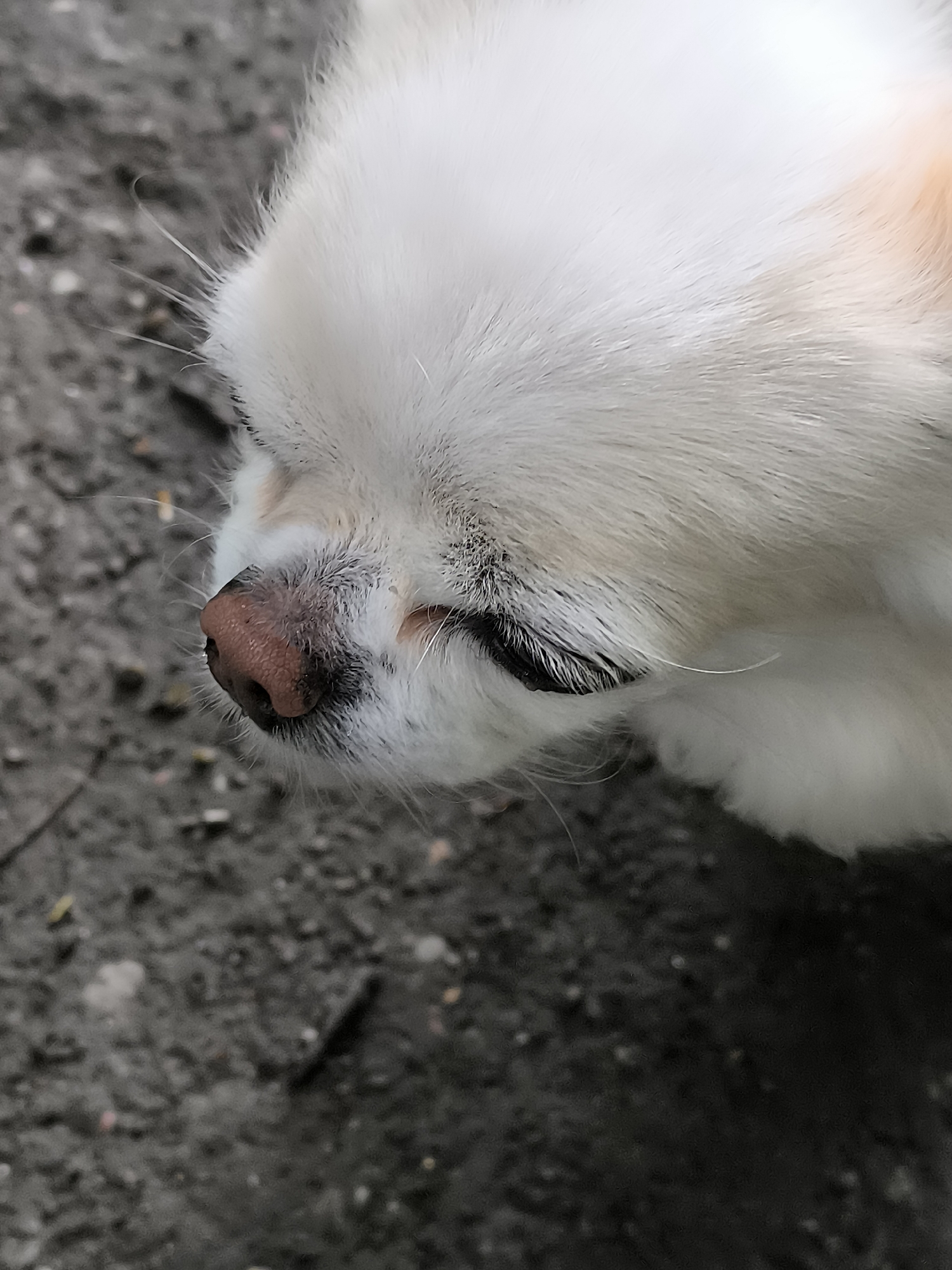 Dog and wildflower close-ups from a Klaipėda morning walk