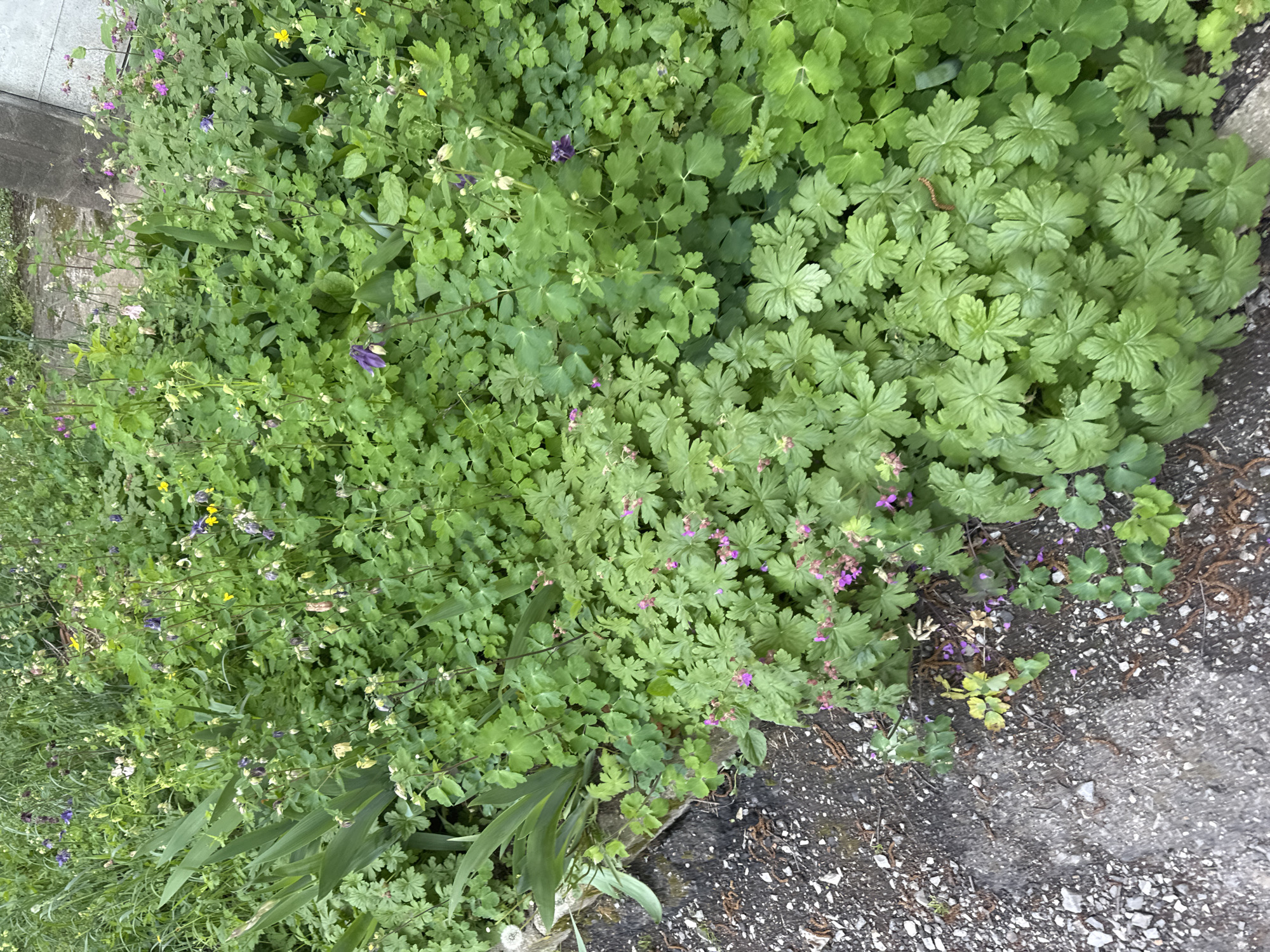 Calico cat rests in sidewalk greenery in Montana, Bulgaria