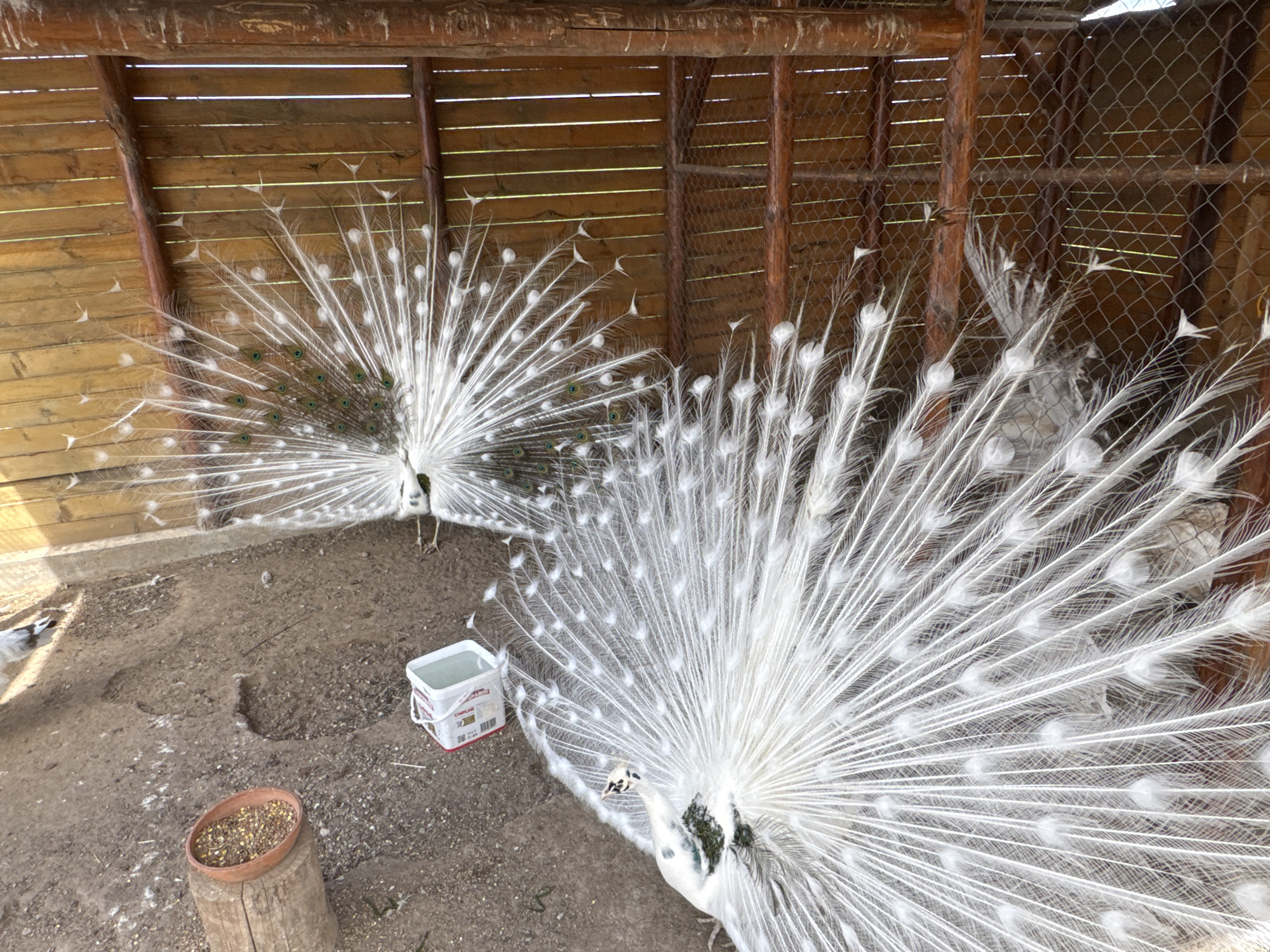 White peacocks display full plumage in enclosure