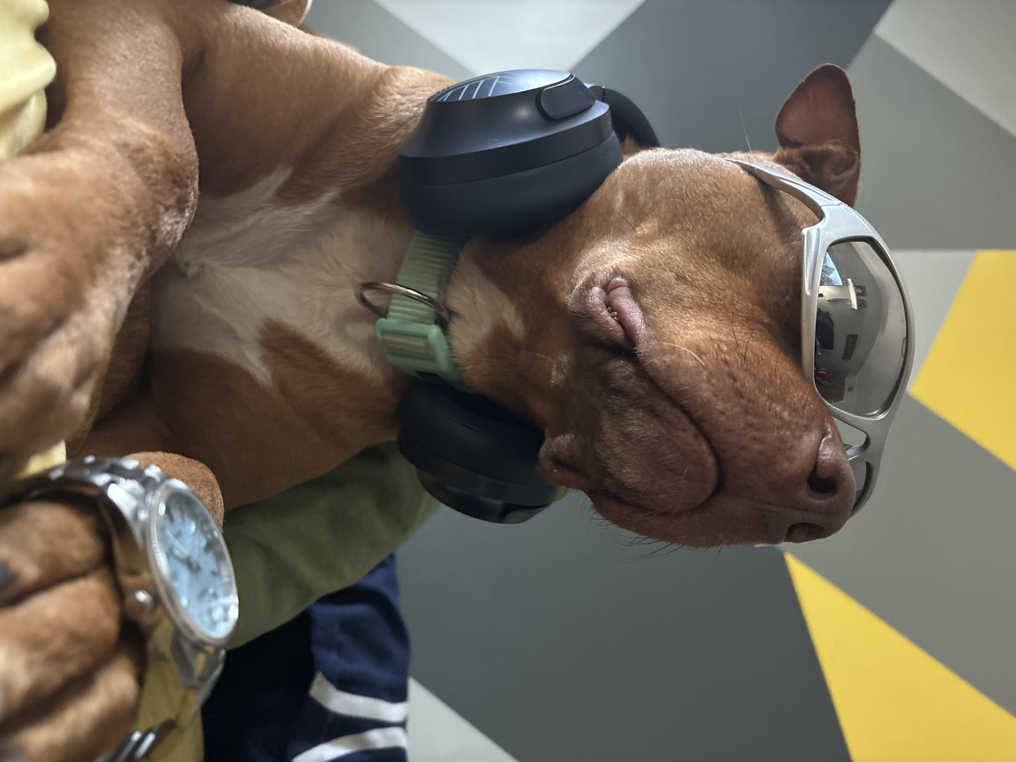 Dog Spotted Wearing Sunglasses and Watch in Sofia