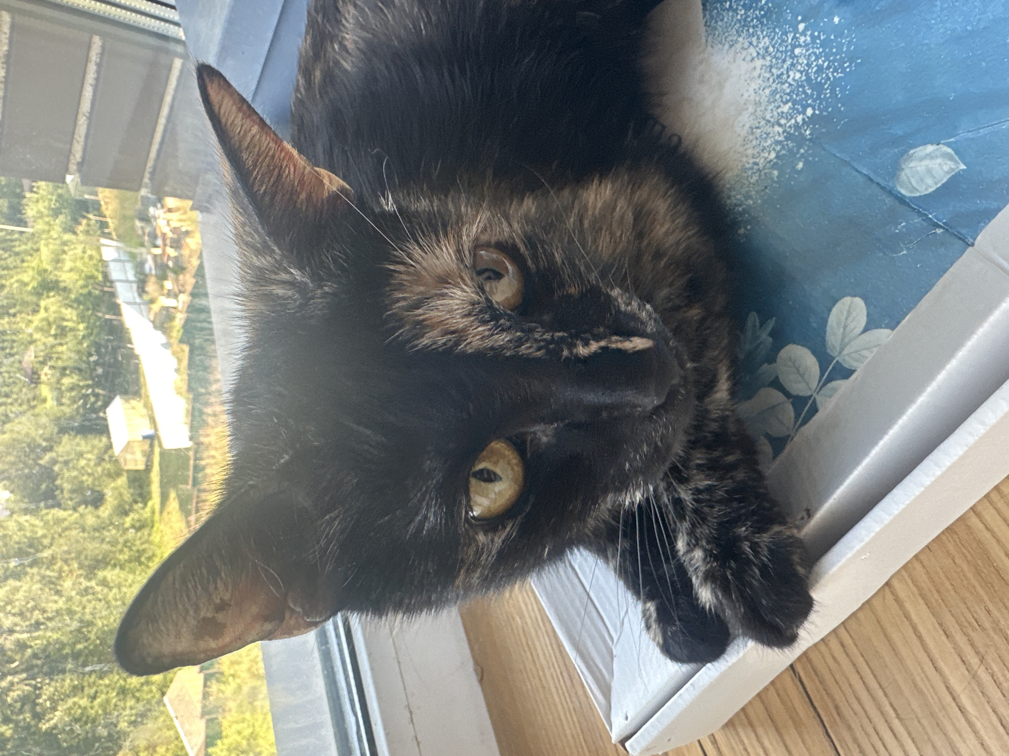 Tortoiseshell cat on a sunny windowsill in Virki