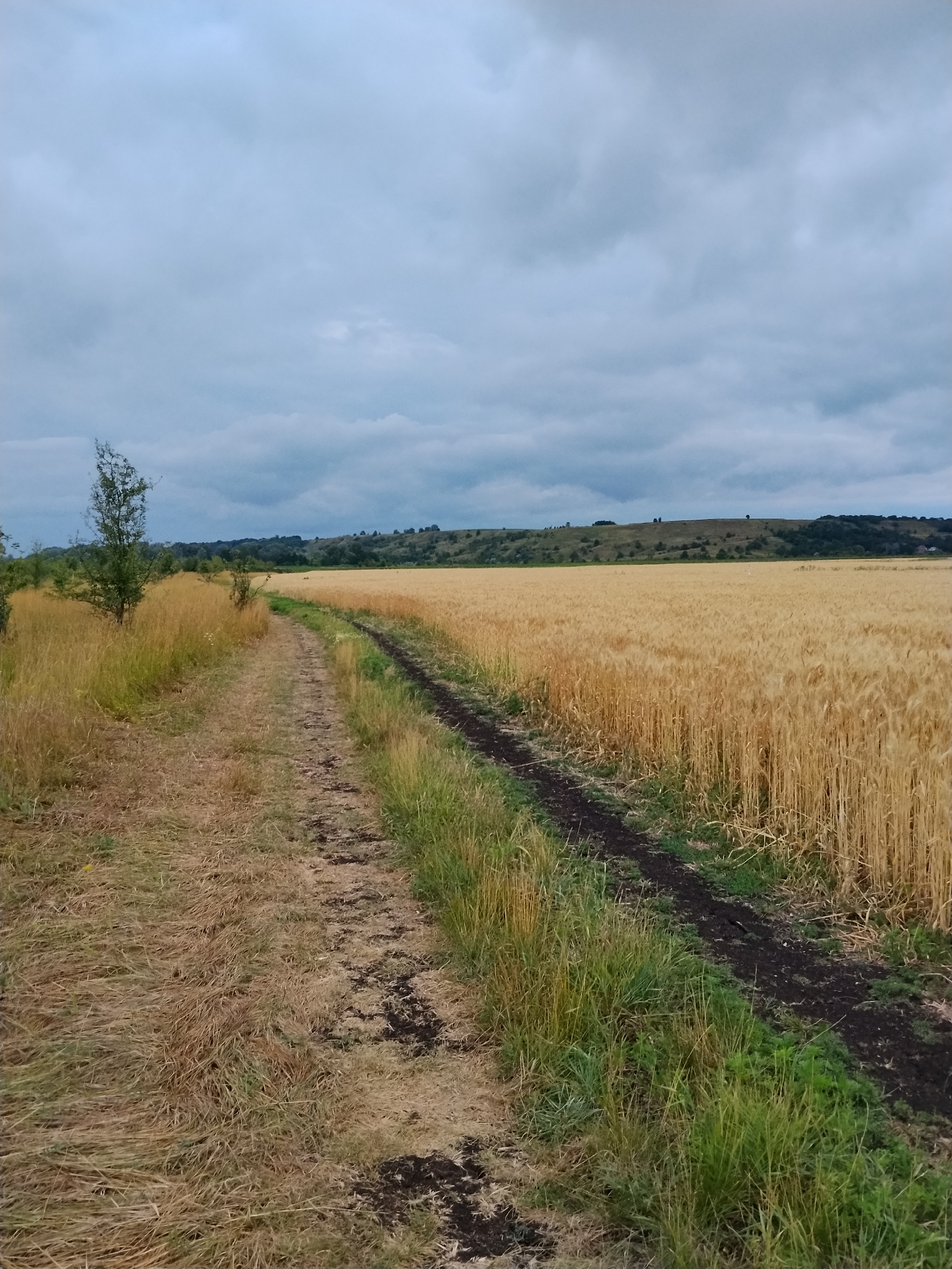 Dirt paths and ripe crops across an overcast rural landscape