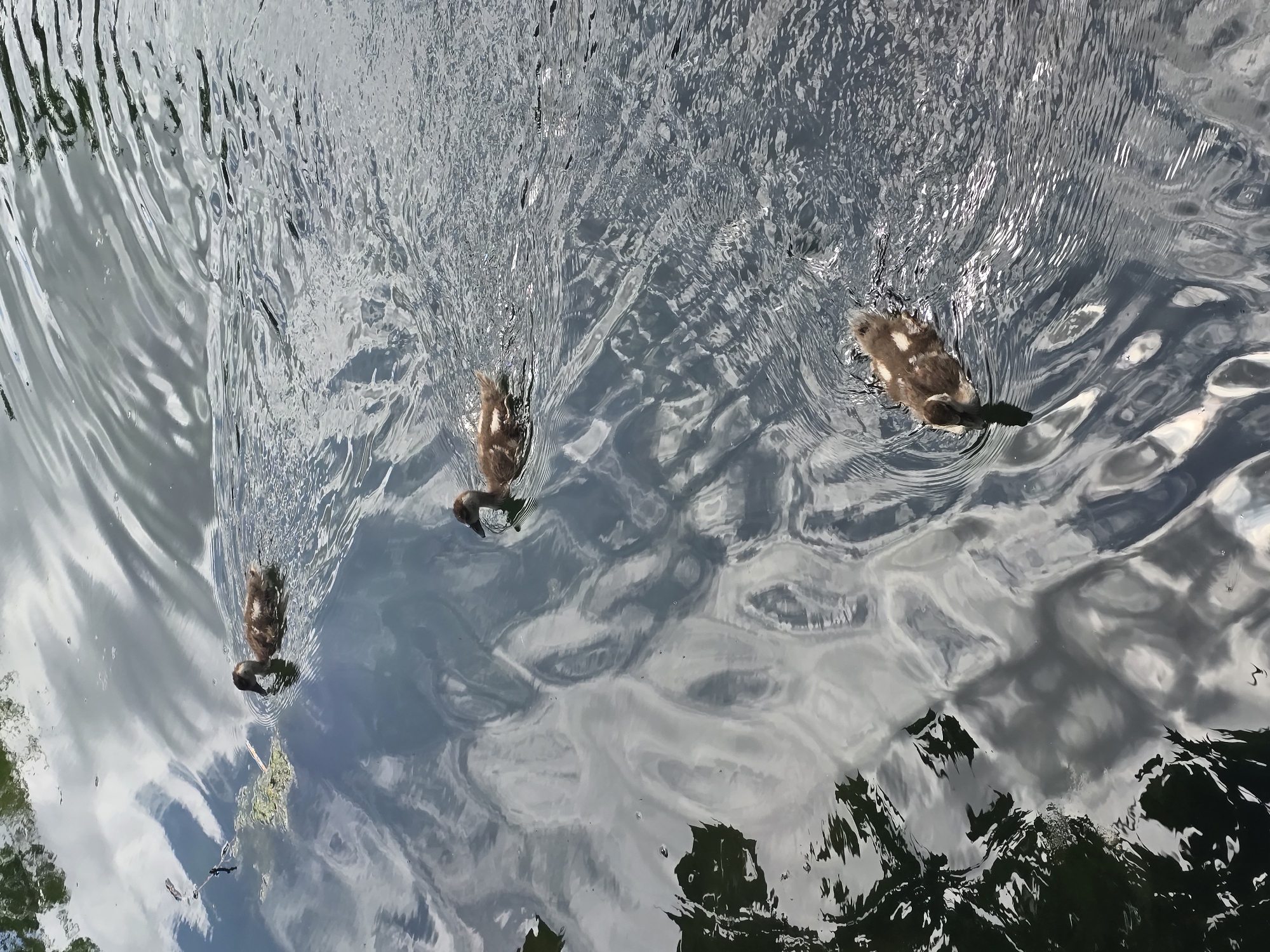 Ducks, geese, and coots share a London park pond