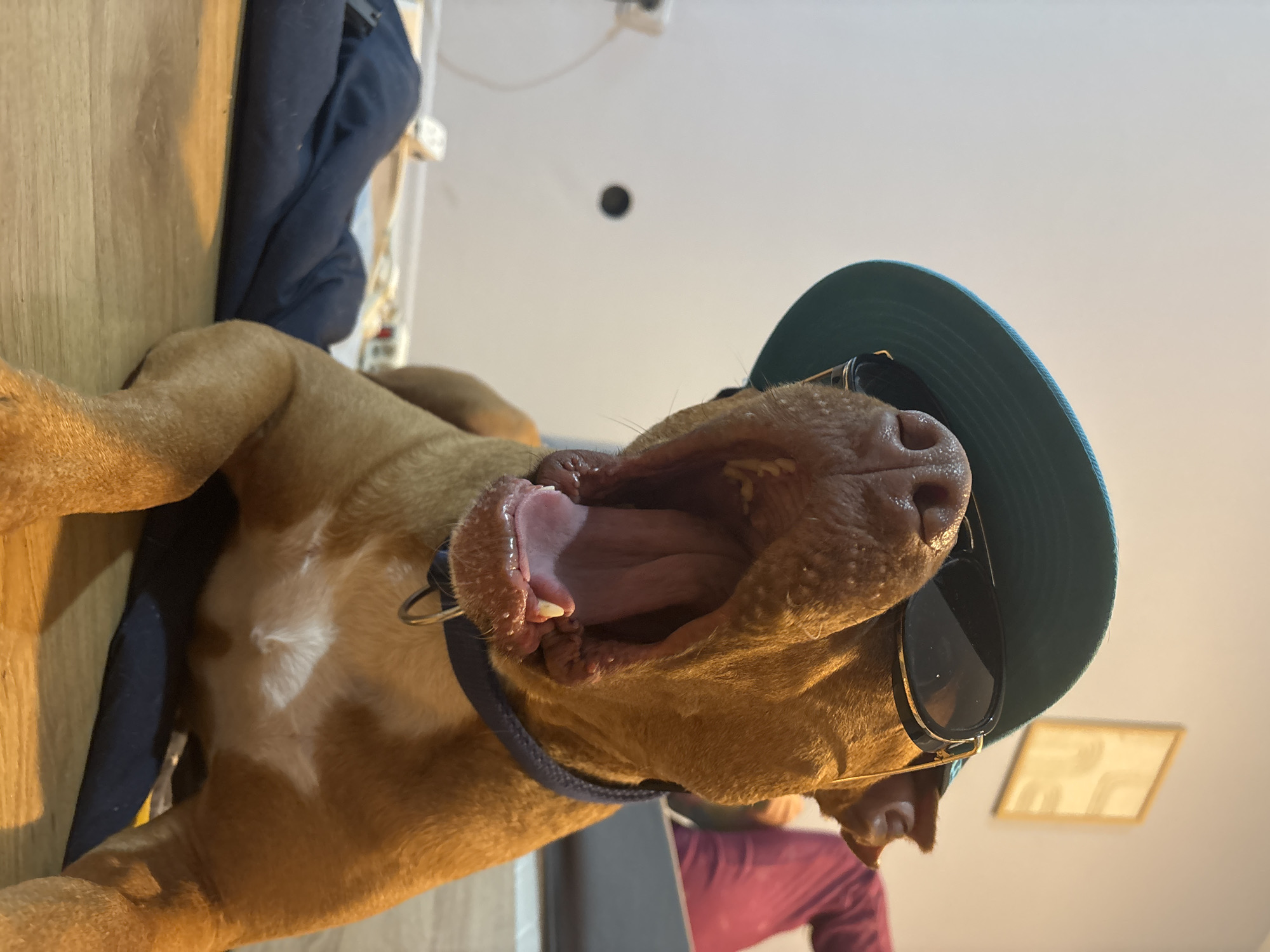 Dog spotted wearing sunglasses and cap in Sofia