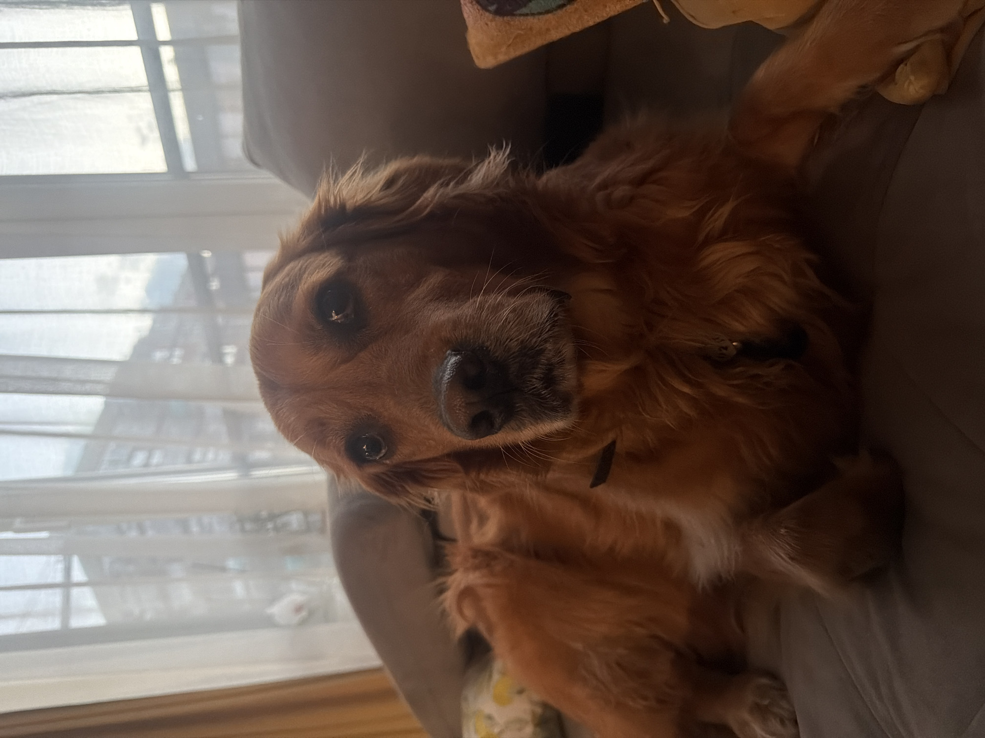 Golden retriever naps while burgers cook during quiet afternoon