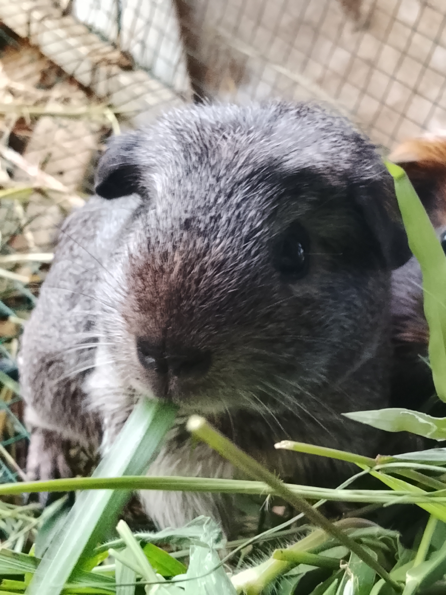 Guinea pigs and rabbits feeding in backyard enclosures, Indonesia