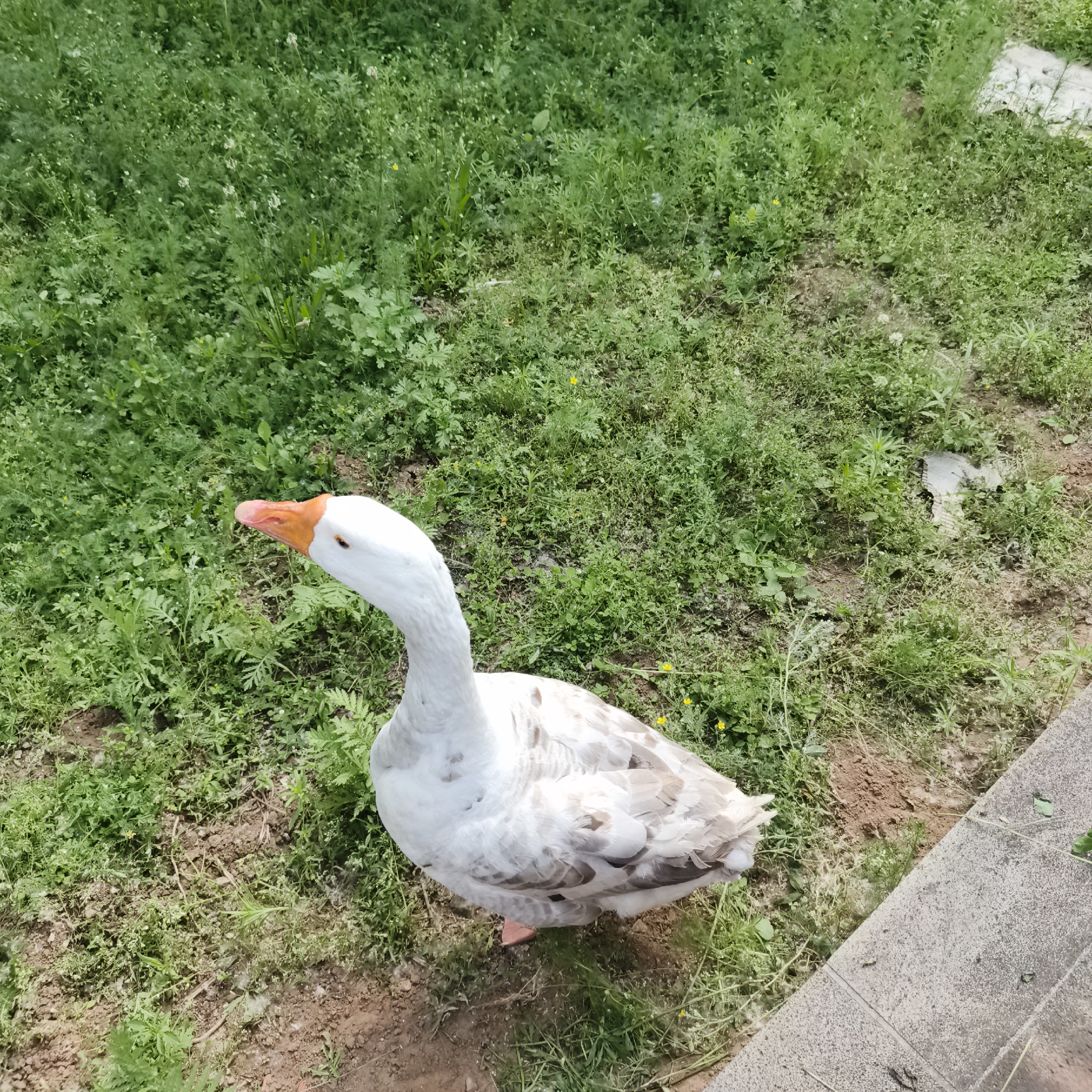 Geese encounters and street moments in Chaikovsky, Russia