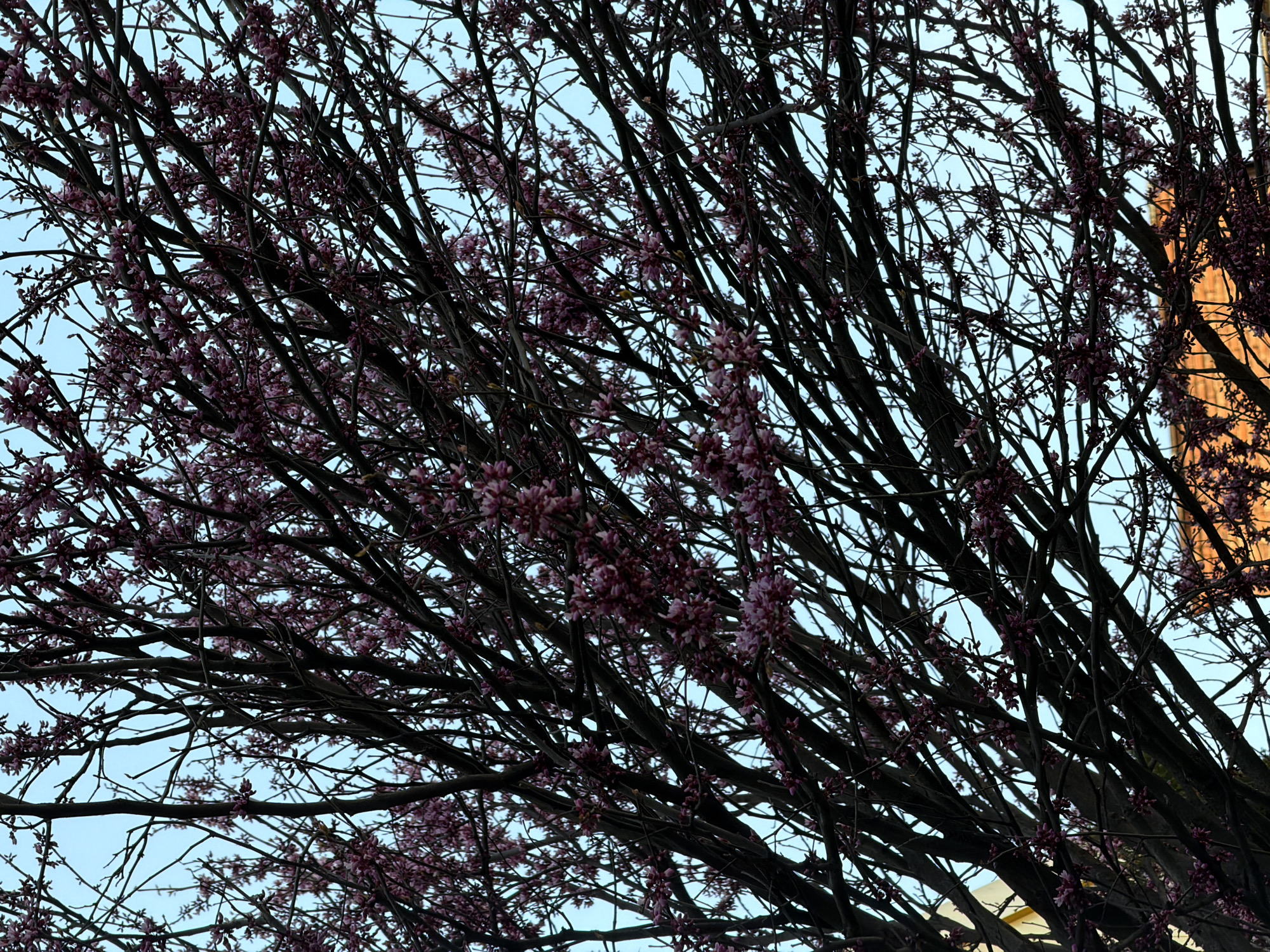 Spring blooms and urban scenes captured in Armavir, Russia