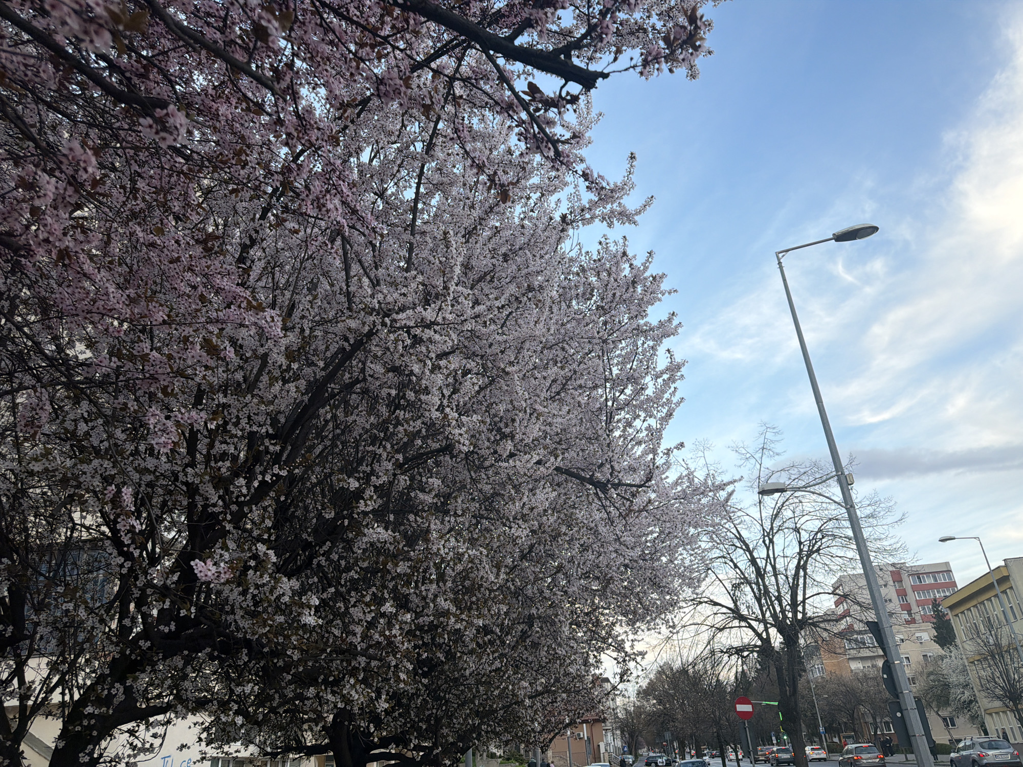 Spring blossoms bloom on trees in Târgu Mureș streets