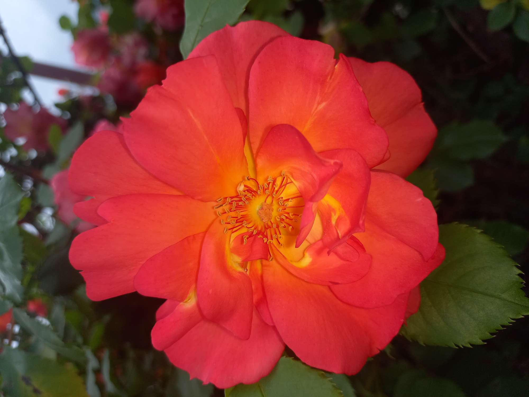 Morning park walk captures blooming roses, small dog in Sofia