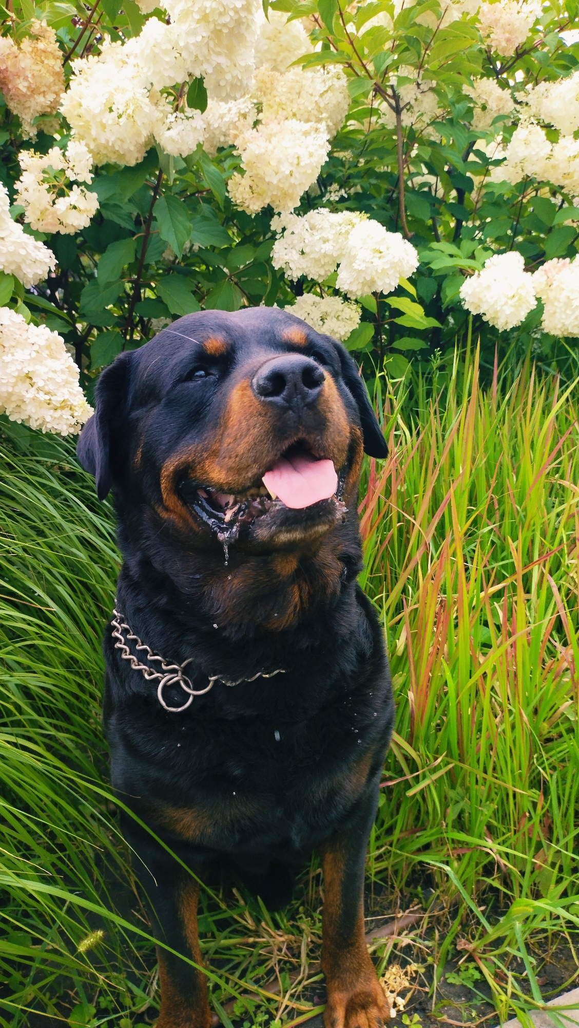 Rottweiler and hydrangeas in a Horishni Plavni park