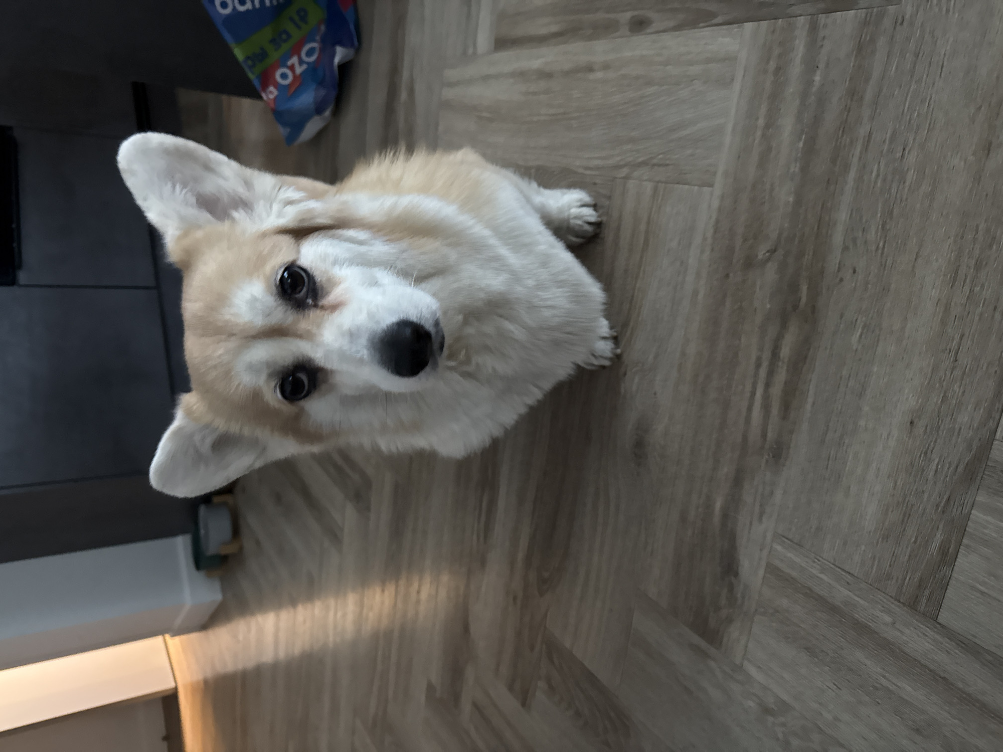 Corgi photographed on wooden floor in Krasnoyarsk home