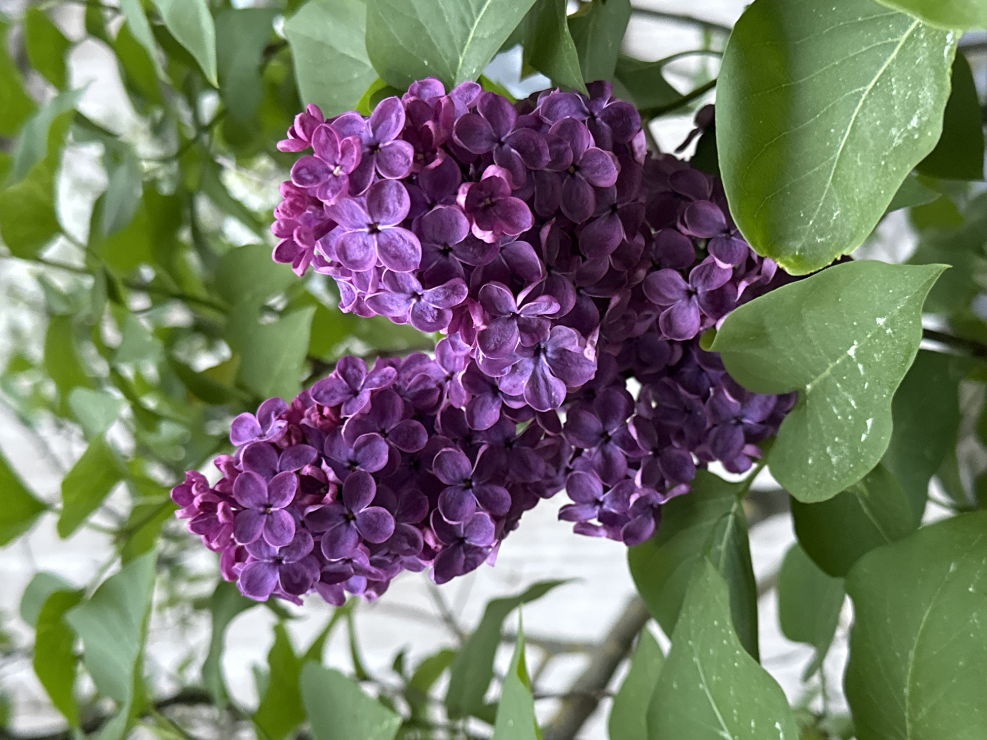Spring lilacs bloom across Riga as flags honor Ukraine