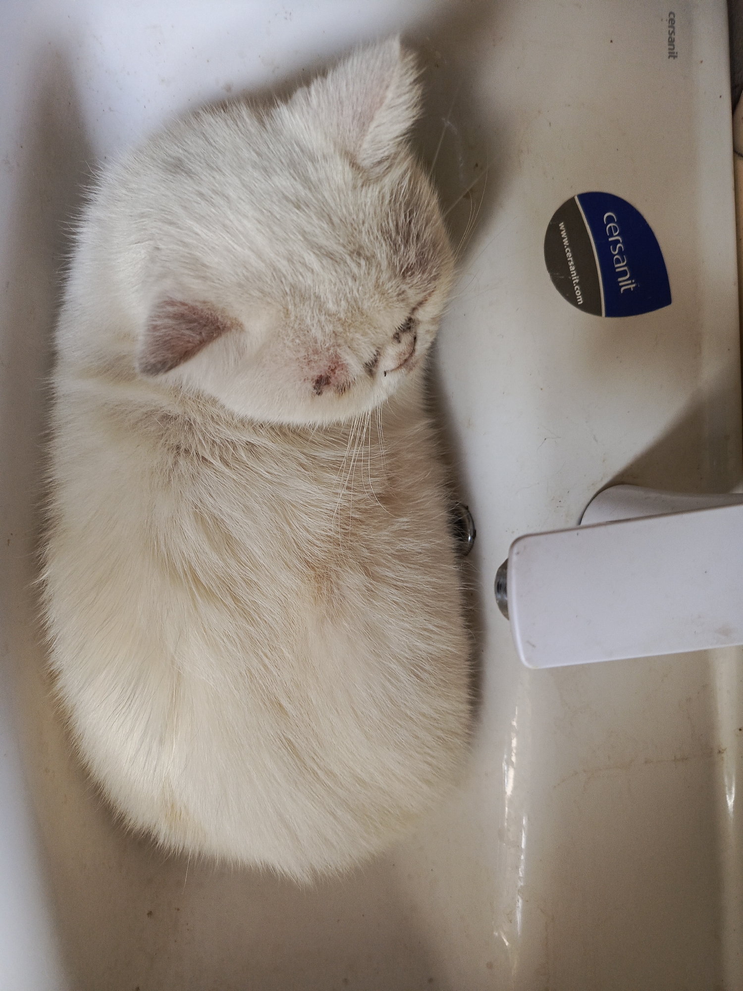 Cat napping in a sink, yellow snapdragons in close-up