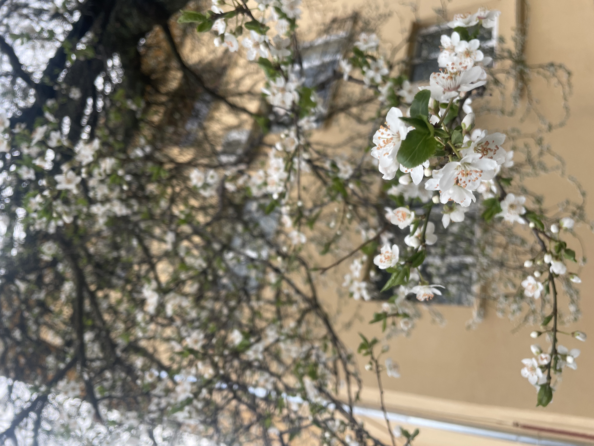 Spring blossoms documented against yellow building in Sofia