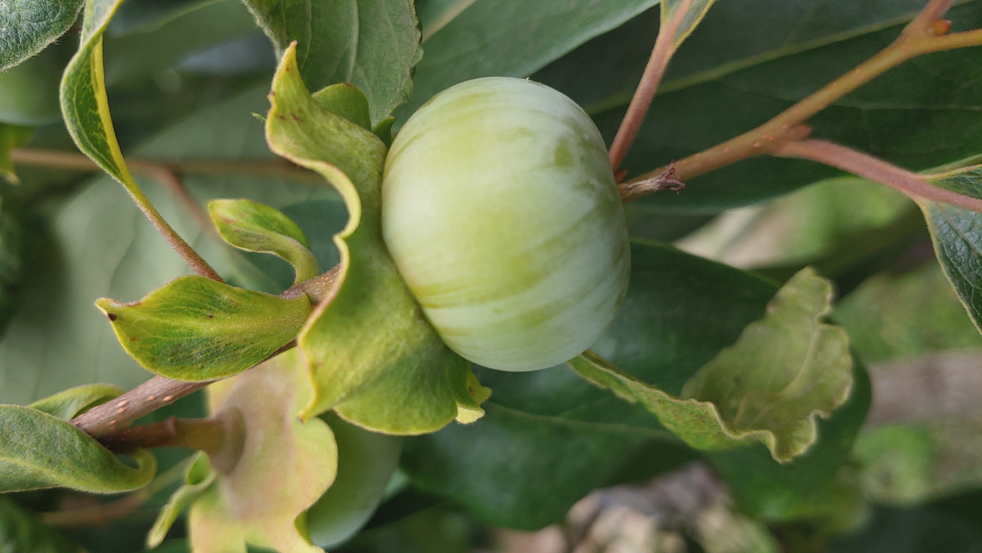 Backyard botanics: clover, wildflowers, and a persimmon in Mukachevo