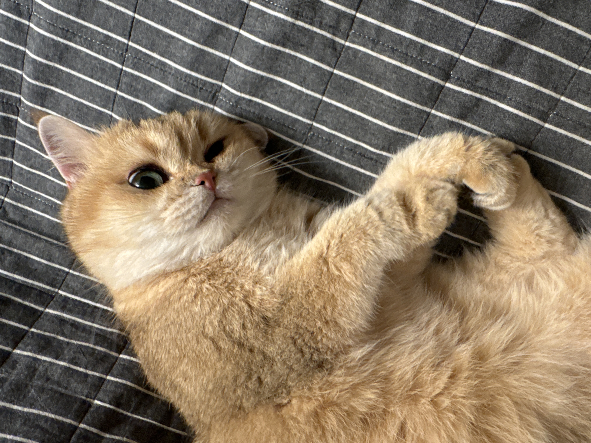 Golden cat naps and receives belly rubs in Odintsovo