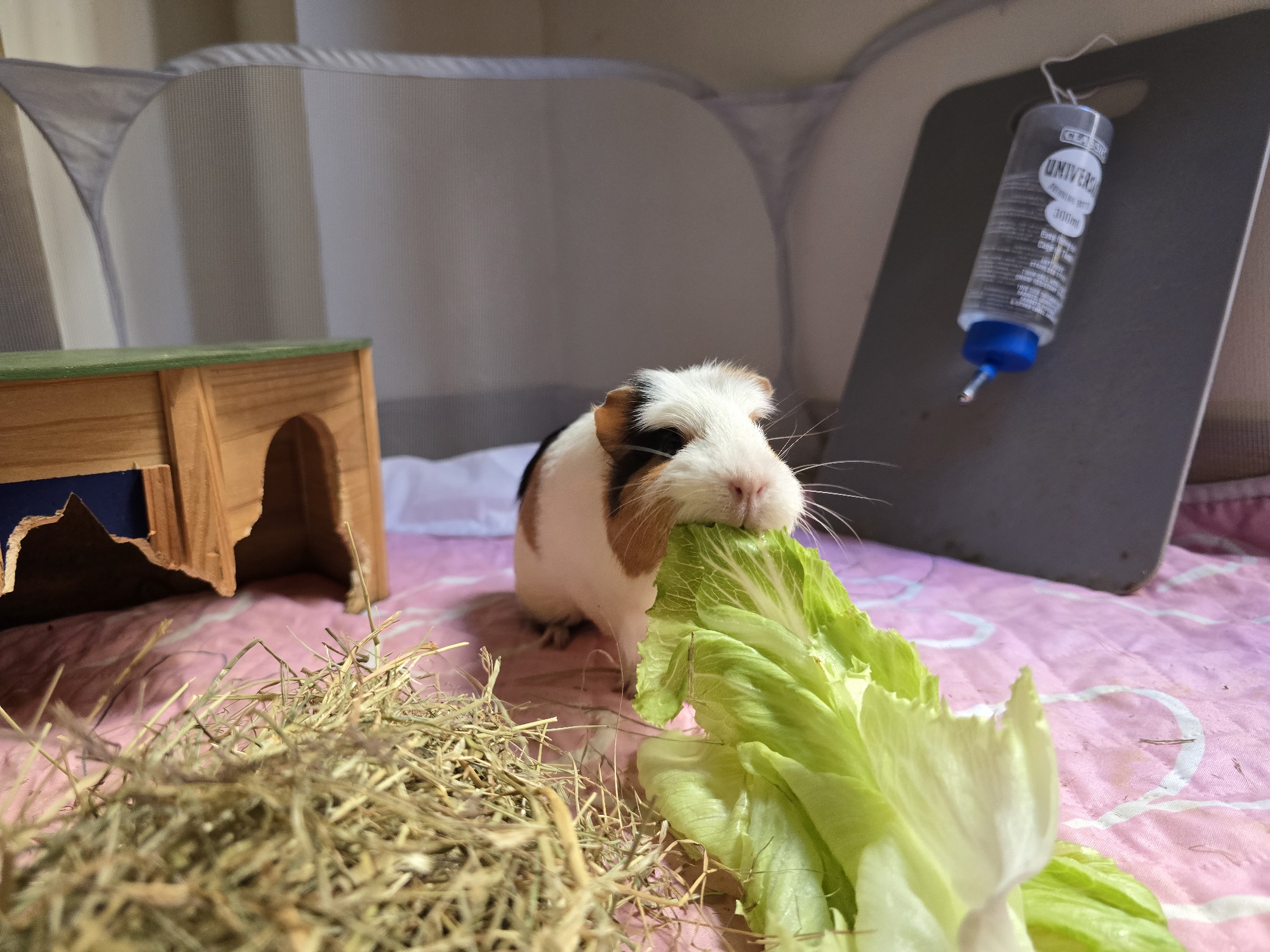 Guinea pig snacking on lettuce in a well-equipped cage in Jaén
