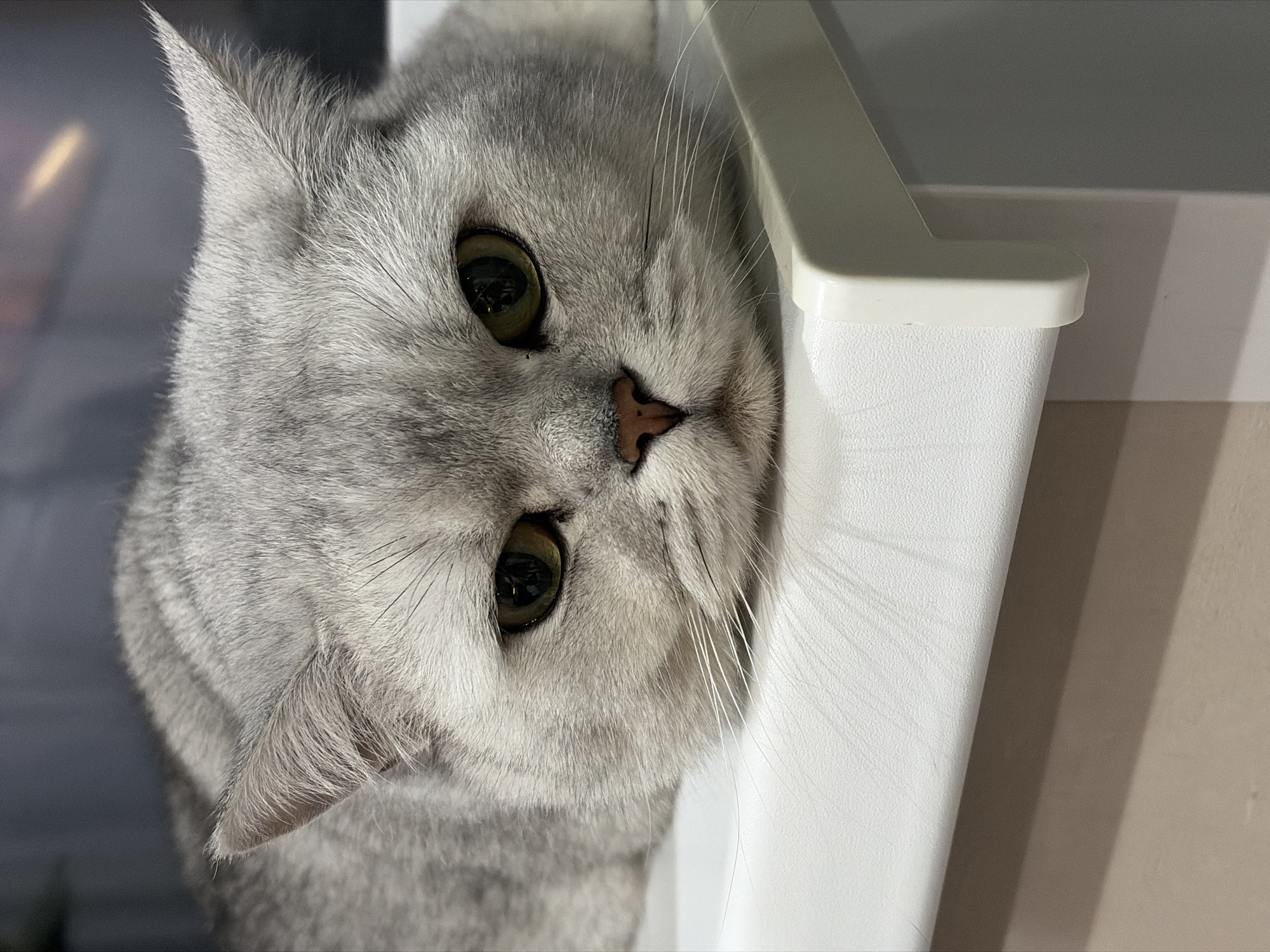 Gray cat photographed tilting head in Izhevsk, Russia
