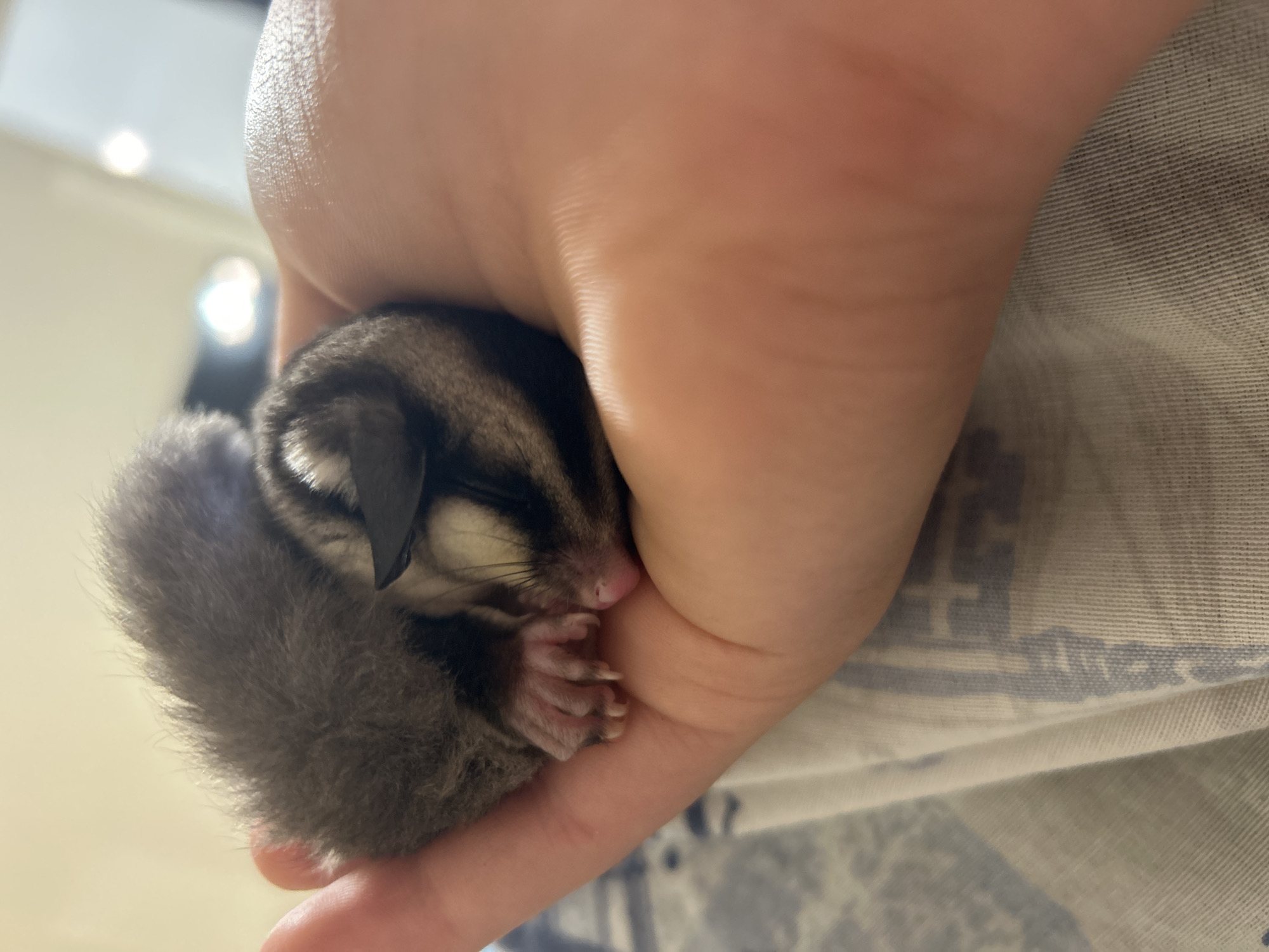 Sugar glider held in palm captured in Varna photos