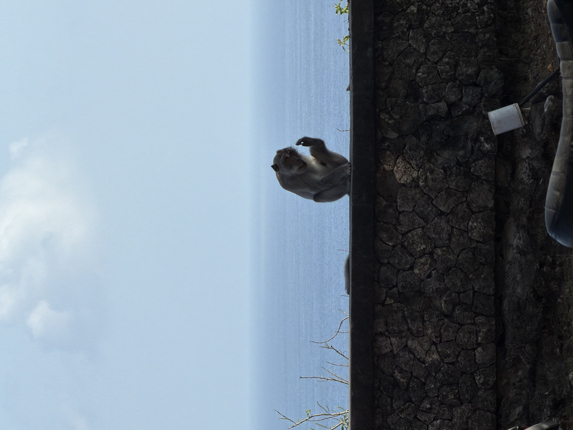 Monkey, waves, and coastal paths in Kuta Selatan