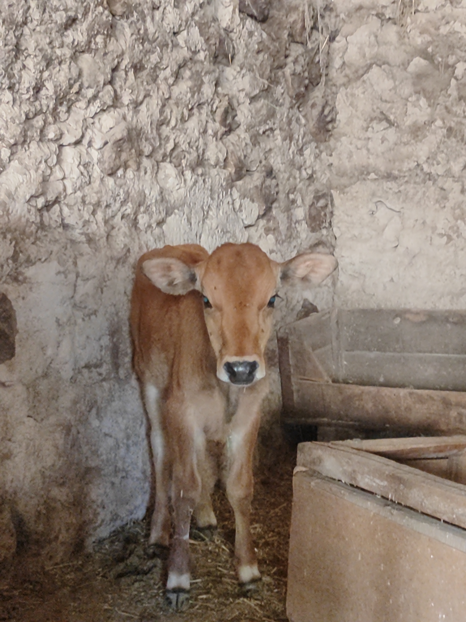 Calves and goats in a traditional Tajik barn