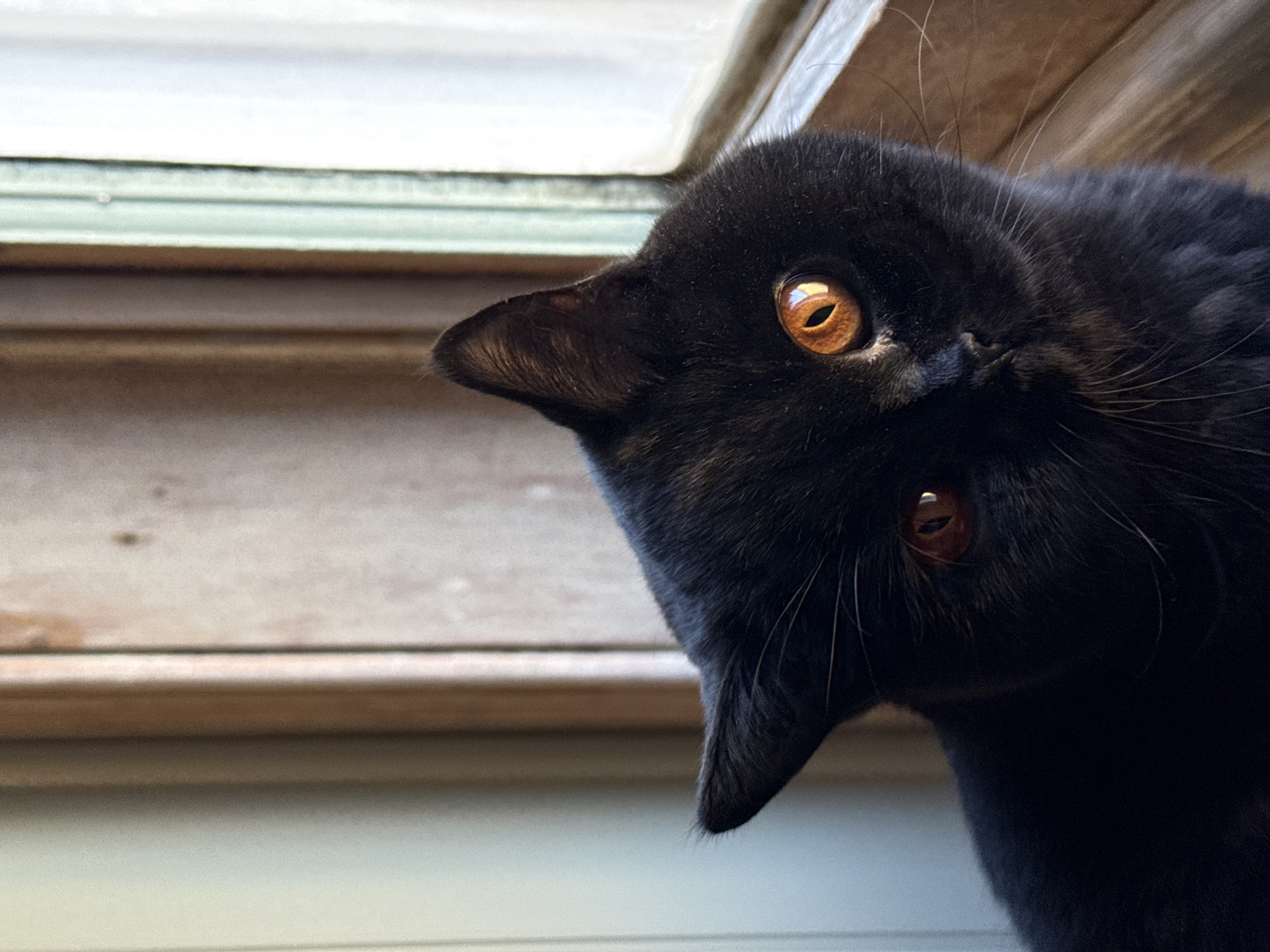 Black cat photographed with tilted head near London window