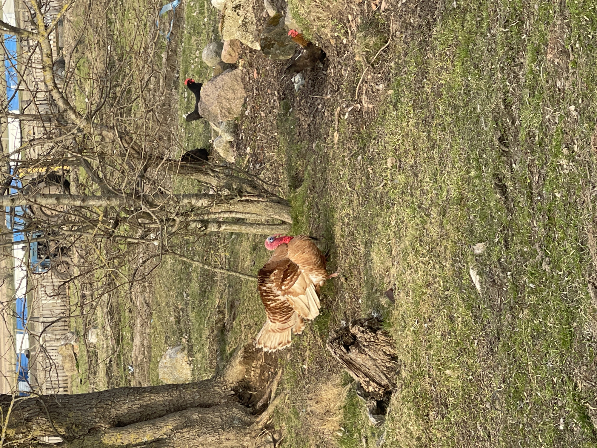 Rural farm life documented in Rovnoye, Russia