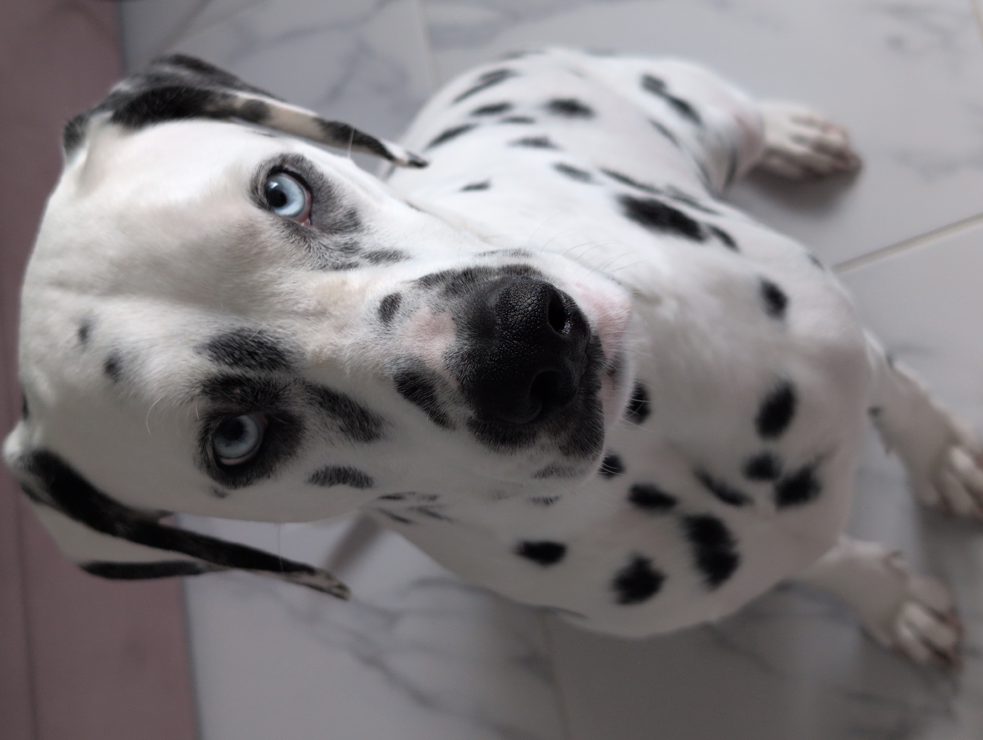 Dalmatian portrait on scenic Gelendzhik road
