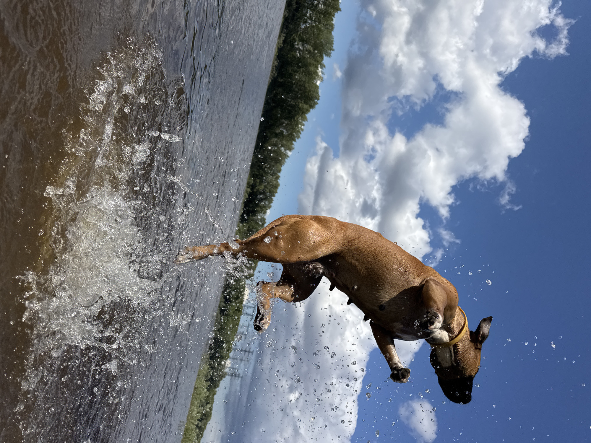 Dog day out by the water in Chaikovsky, Russia